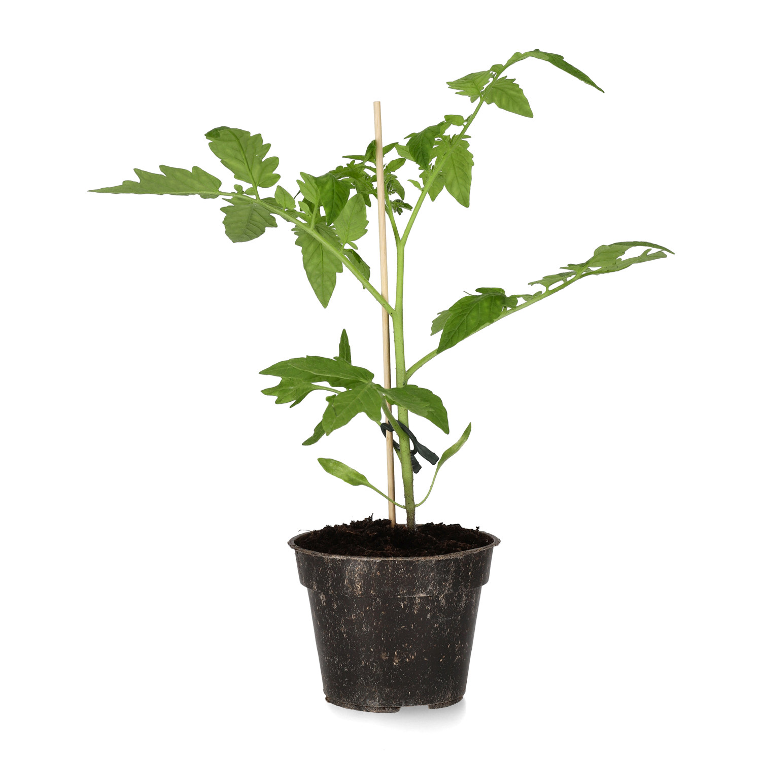 Cocktailtomat 'Maskotka'