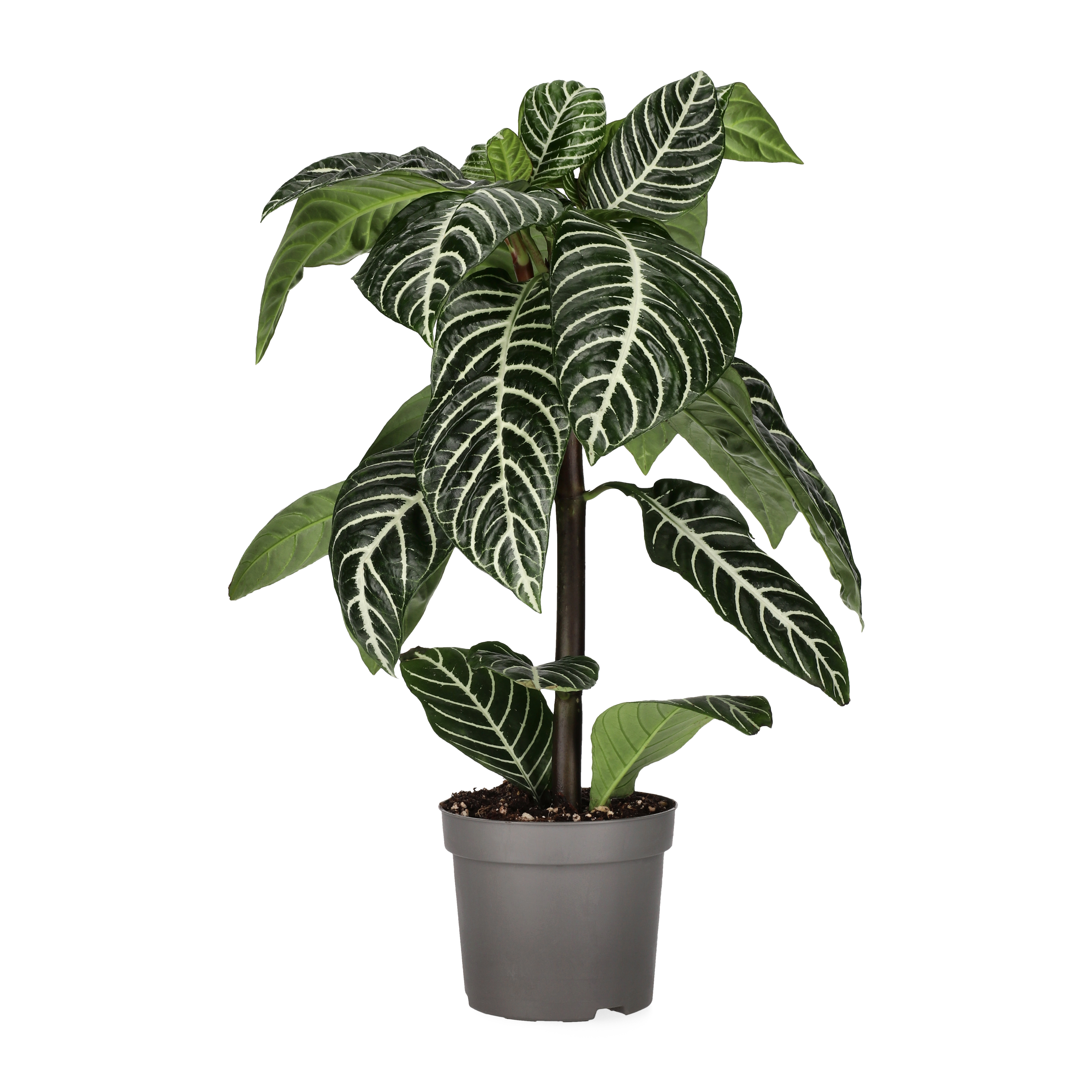 Aphelandra Botanica Lasst Blatter Hangen