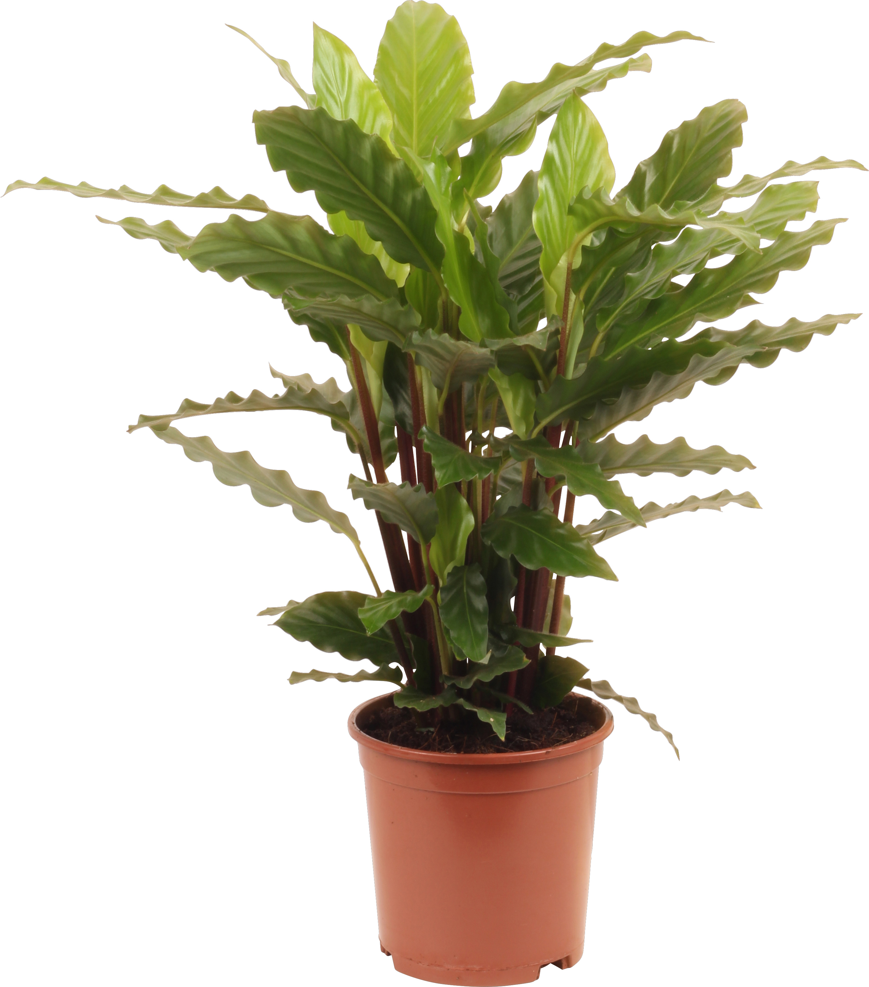 Calathea rufibarba 'Miroscha' , Høyde 50 cm,.. | Plantasjen
