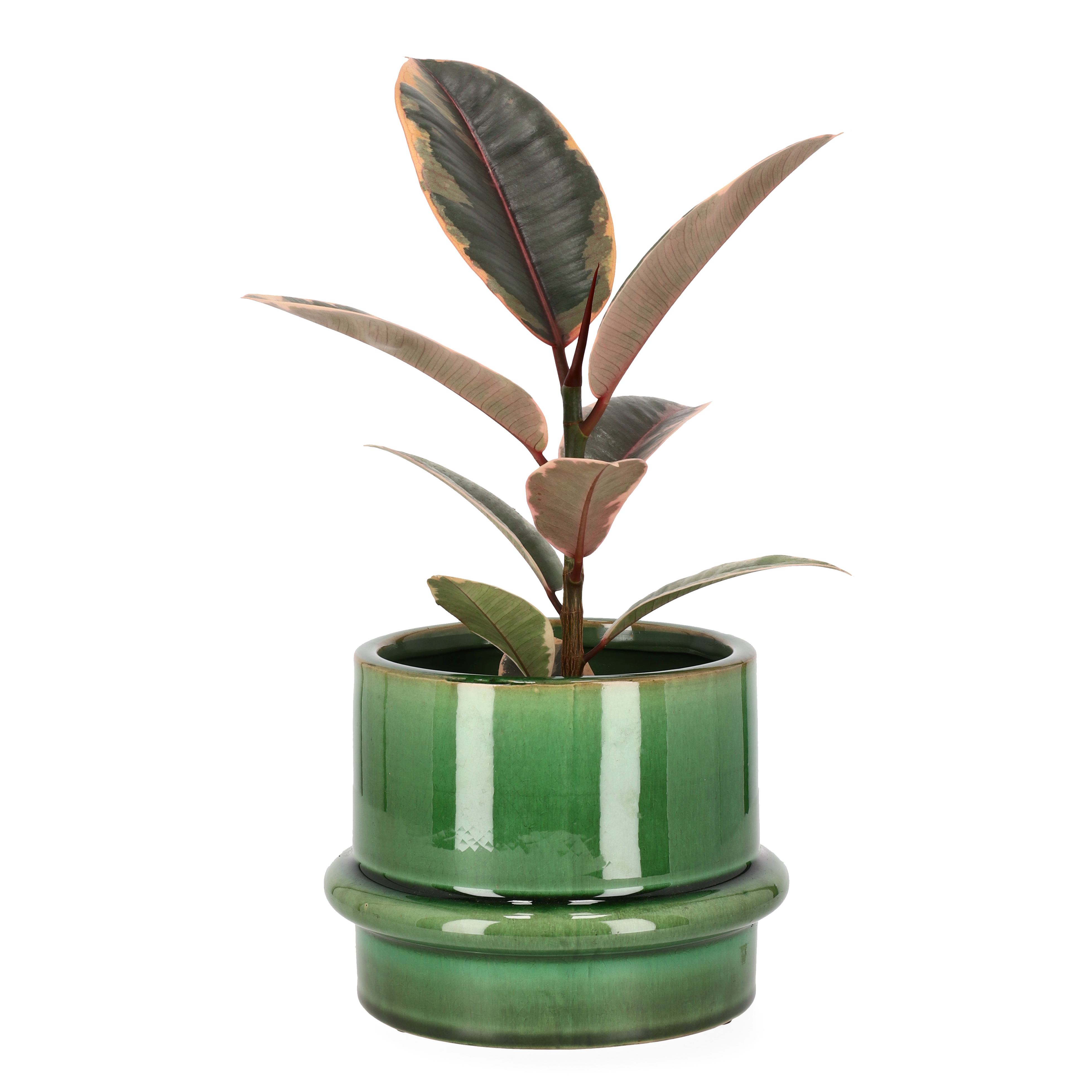 Fönsterfikus ’Belize'