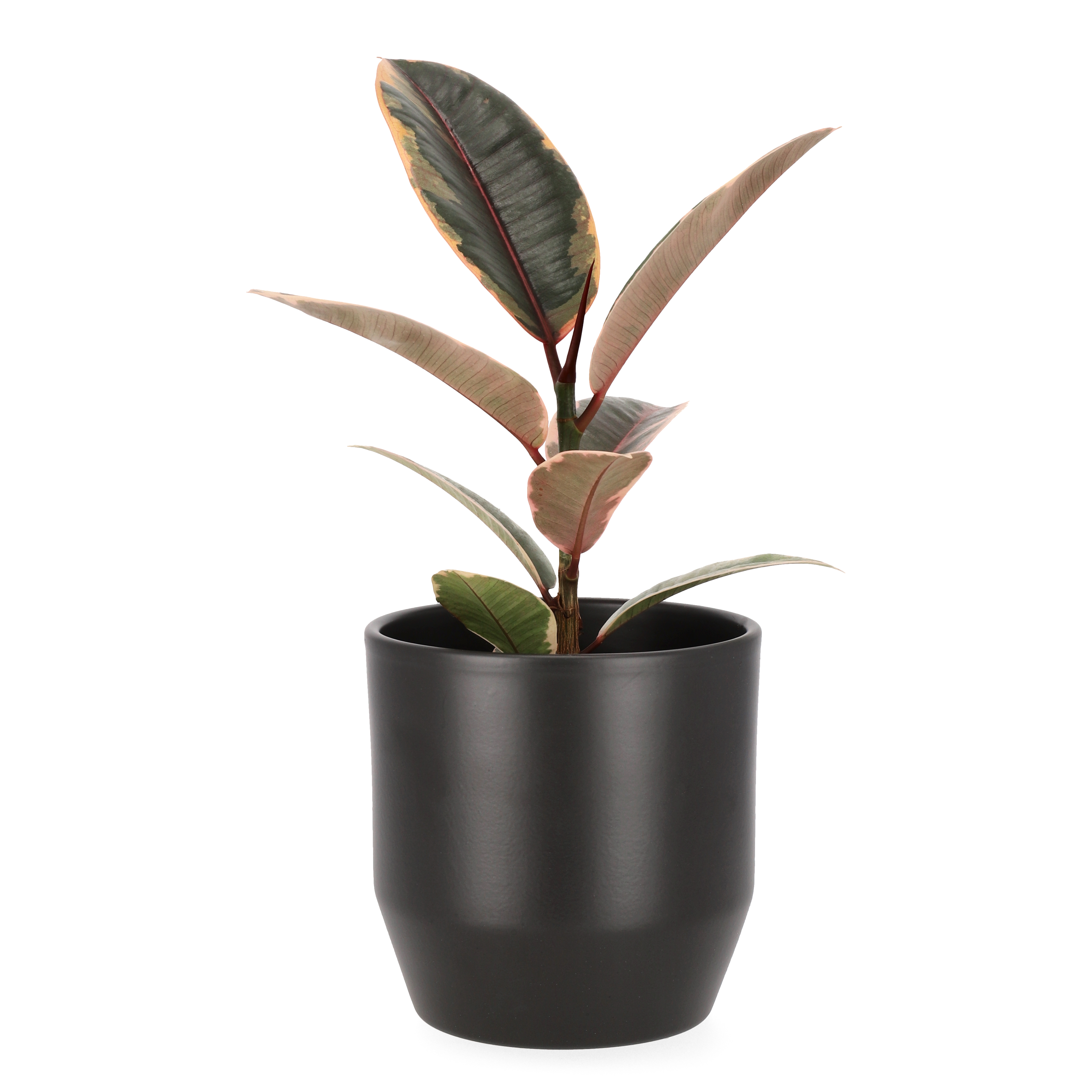 Fönsterfikus ’Belize'