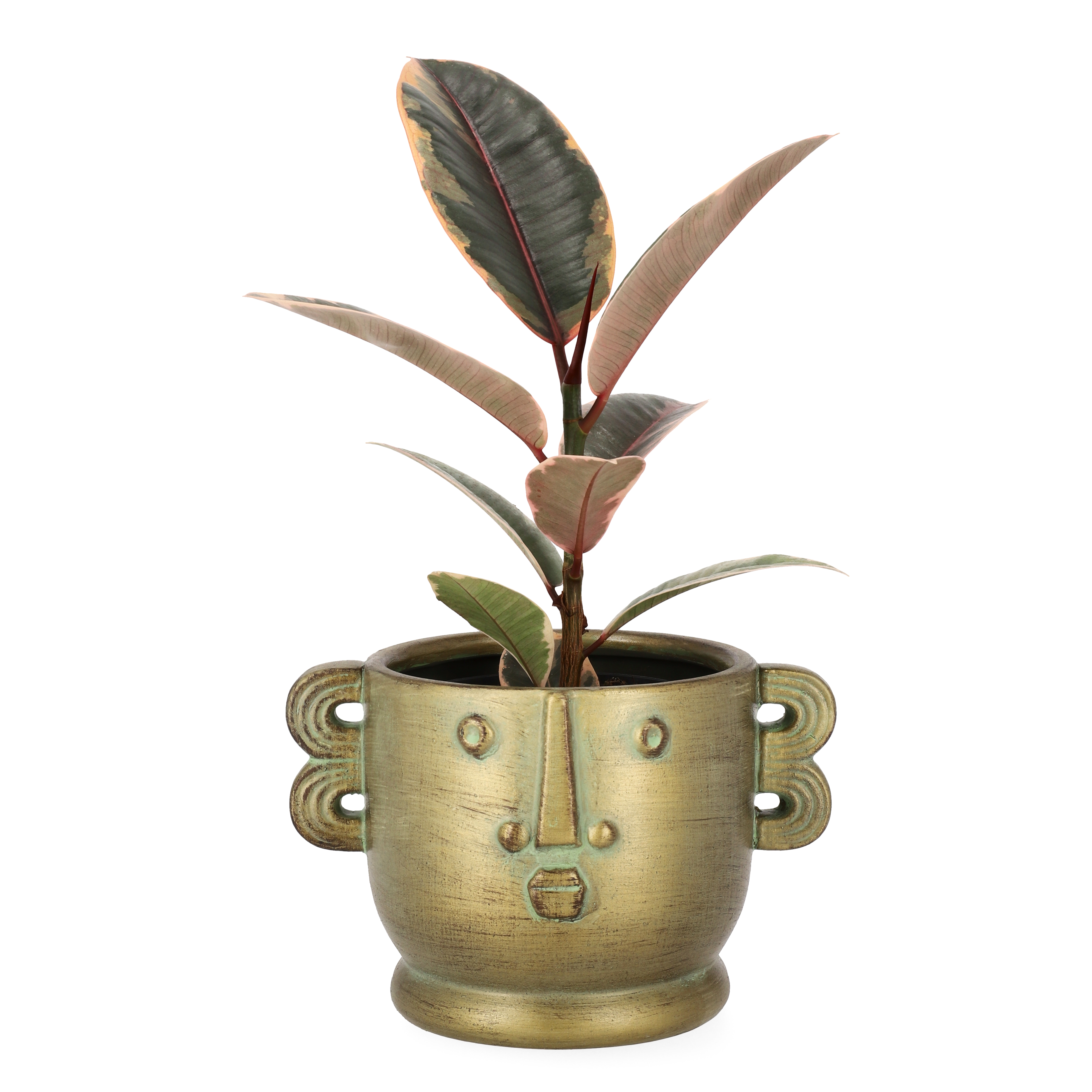 Fönsterfikus ’Belize'