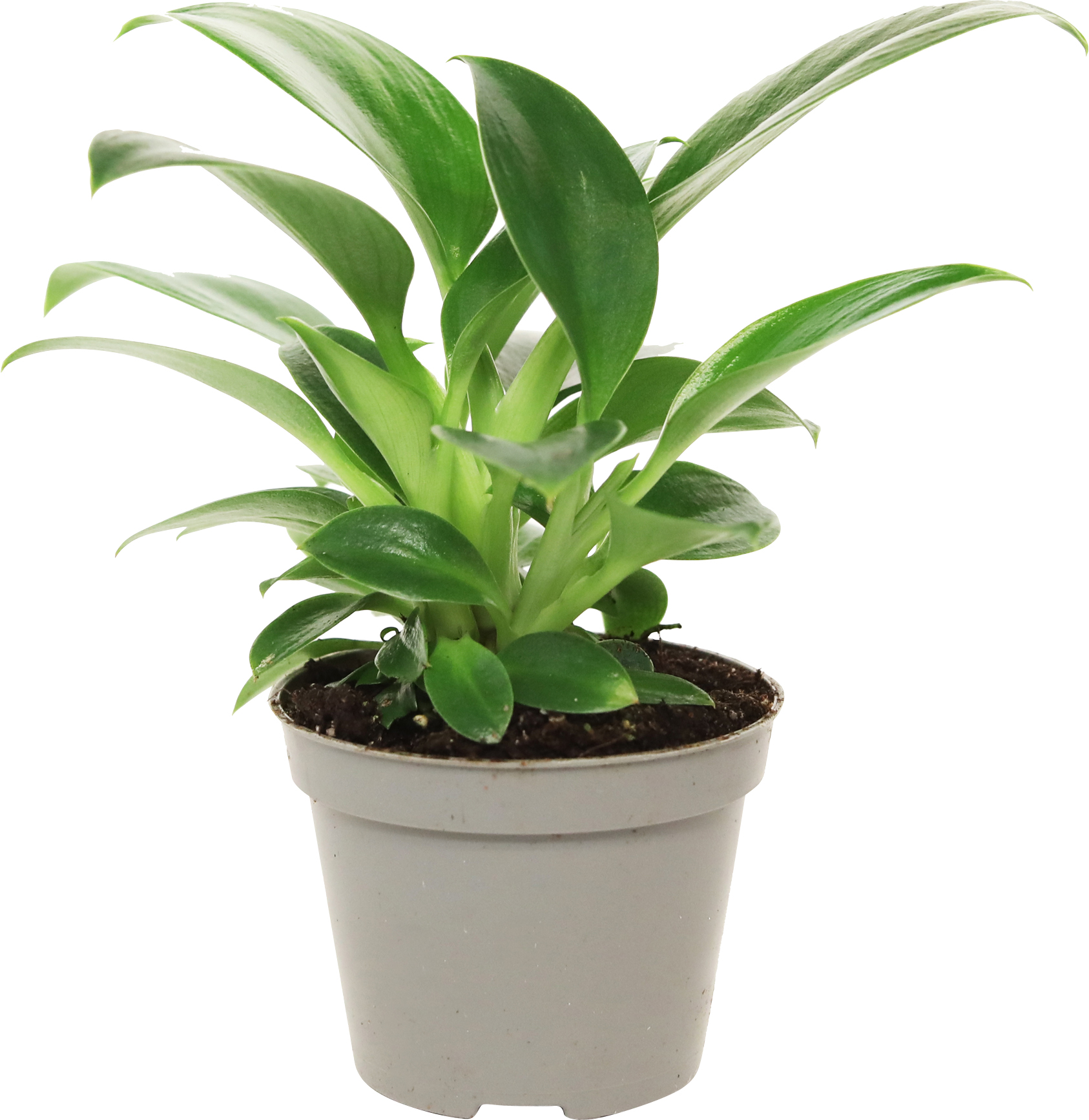 Gröna växter mini mix