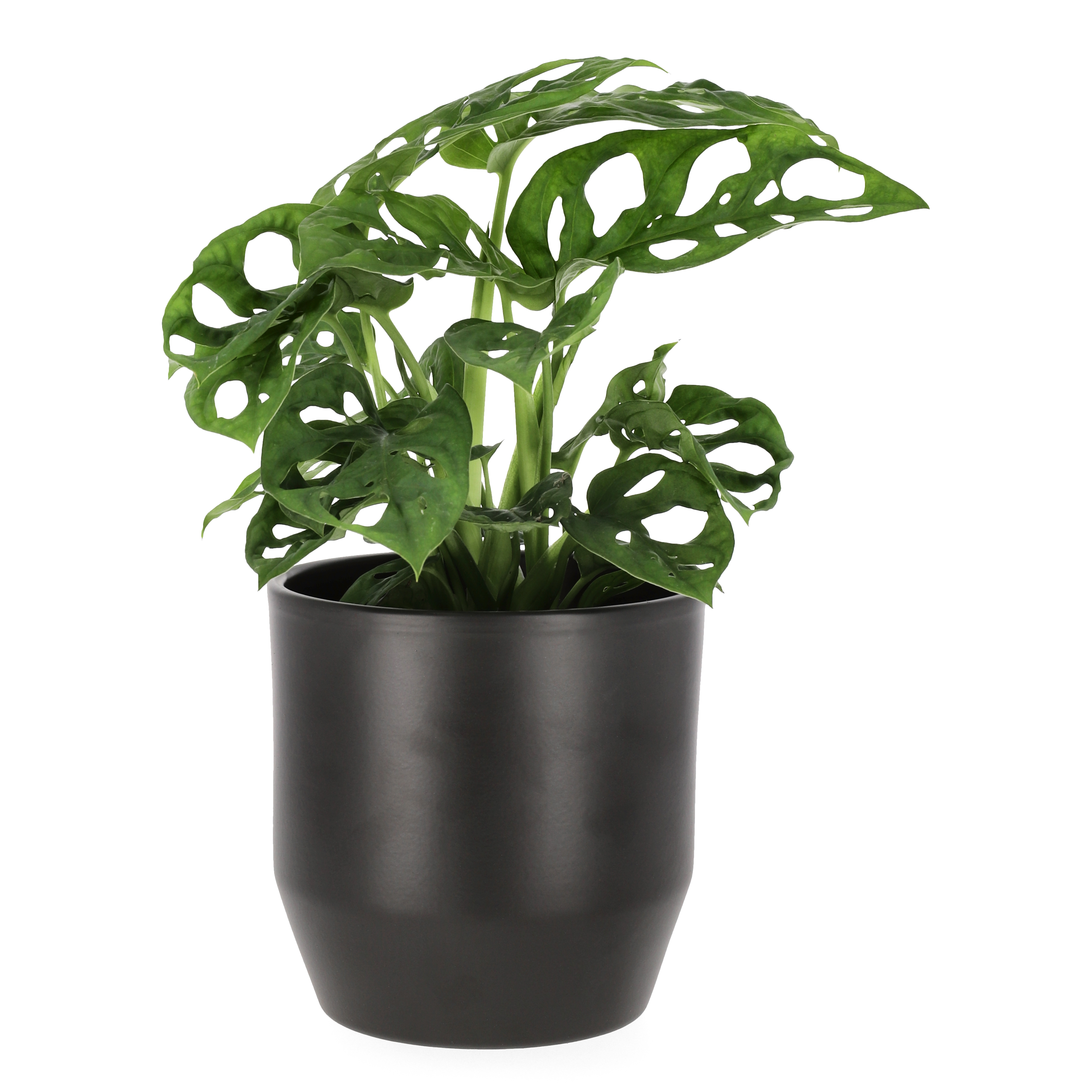 Liten monstera