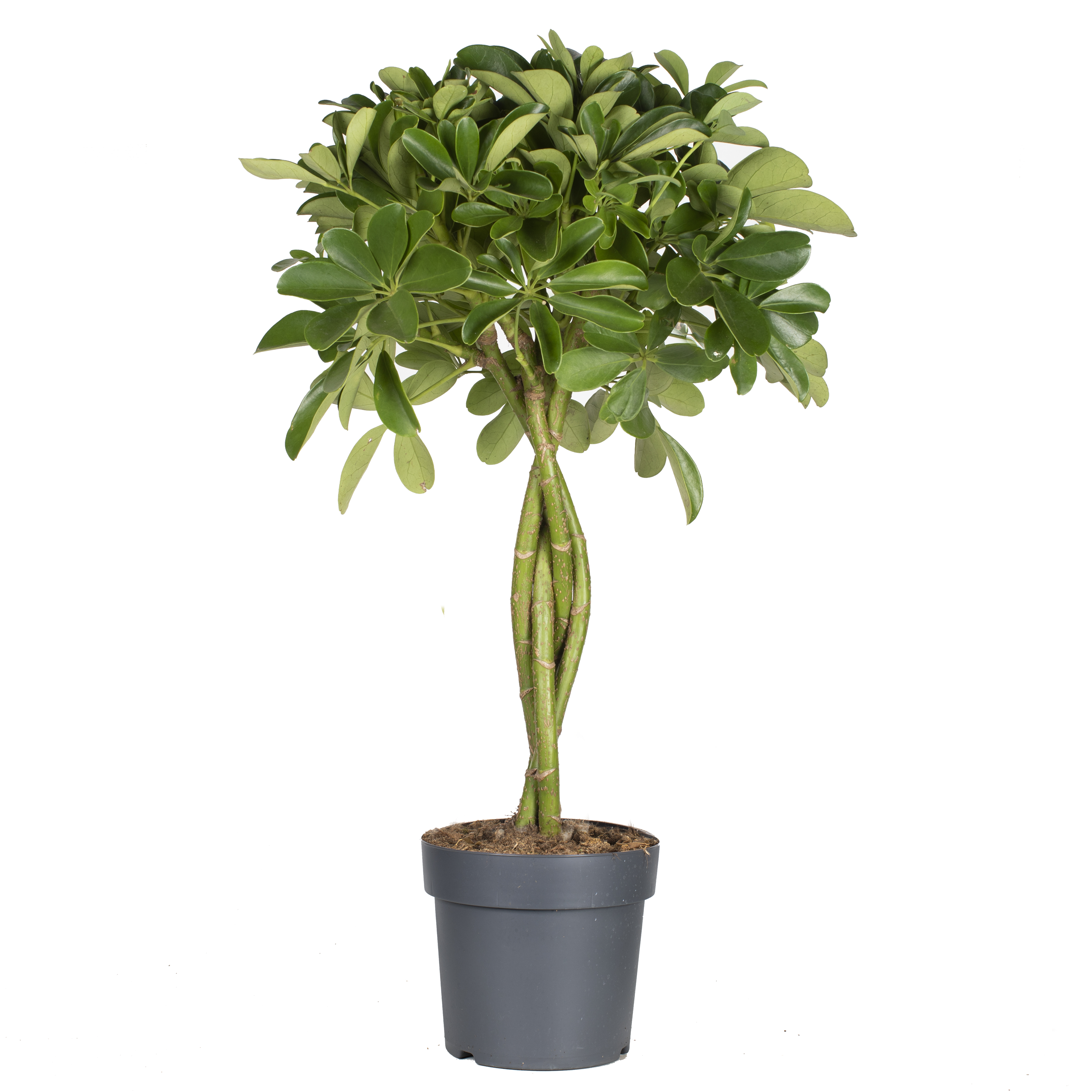 Paraplyaralia 'Nora'