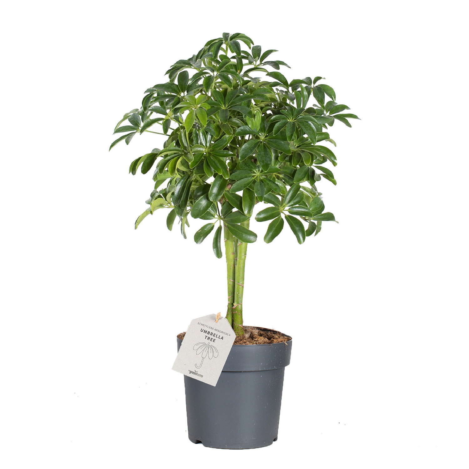 Paraplyaralia 'Nora'