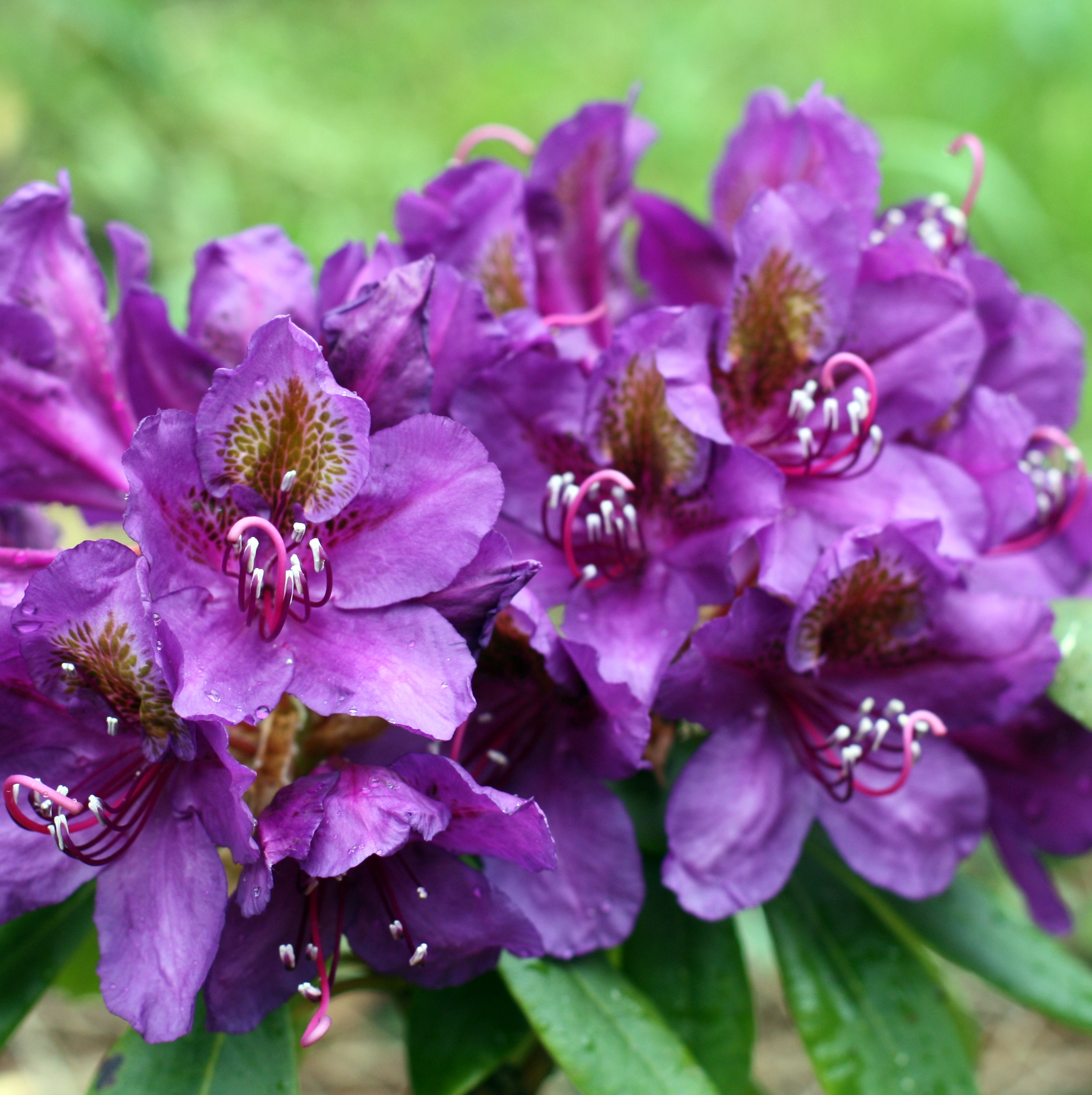 Rododendron 'Marcel Menard'
