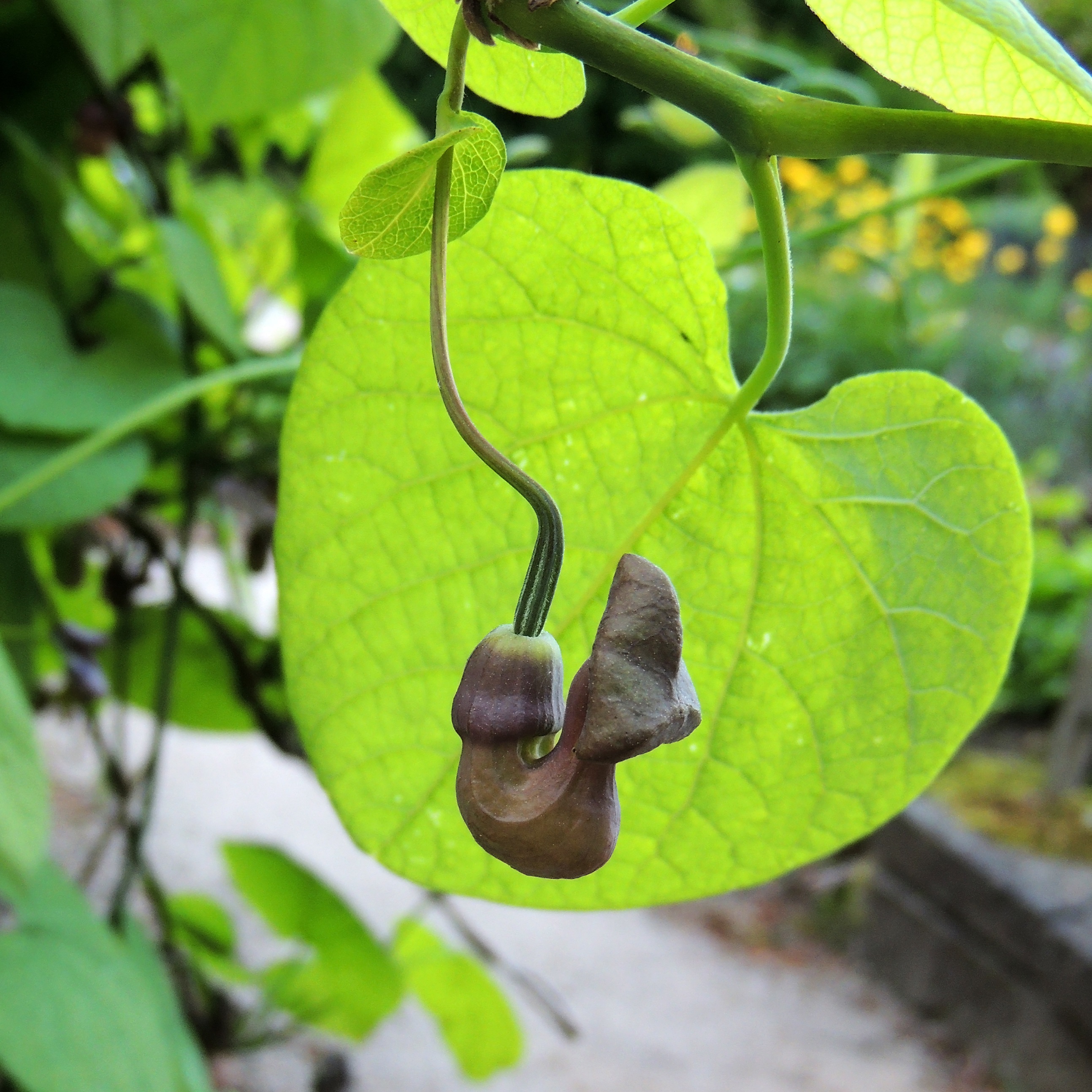 Aristolochia macrophylla 15cm