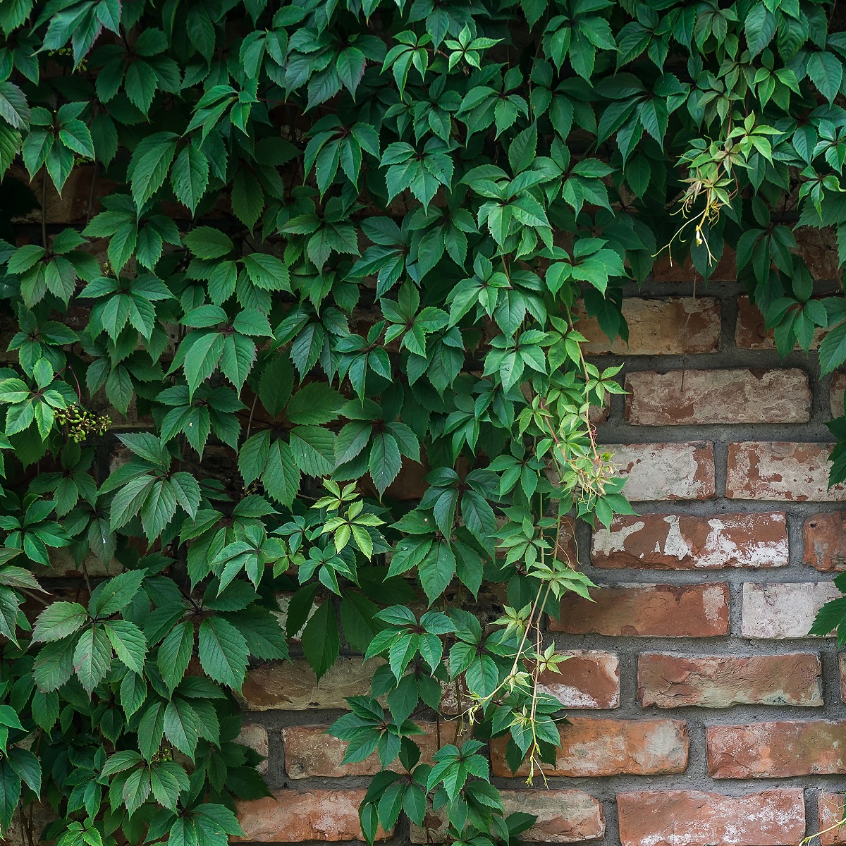 Parthenocissus quinquefolia var. engelmannii 15cm