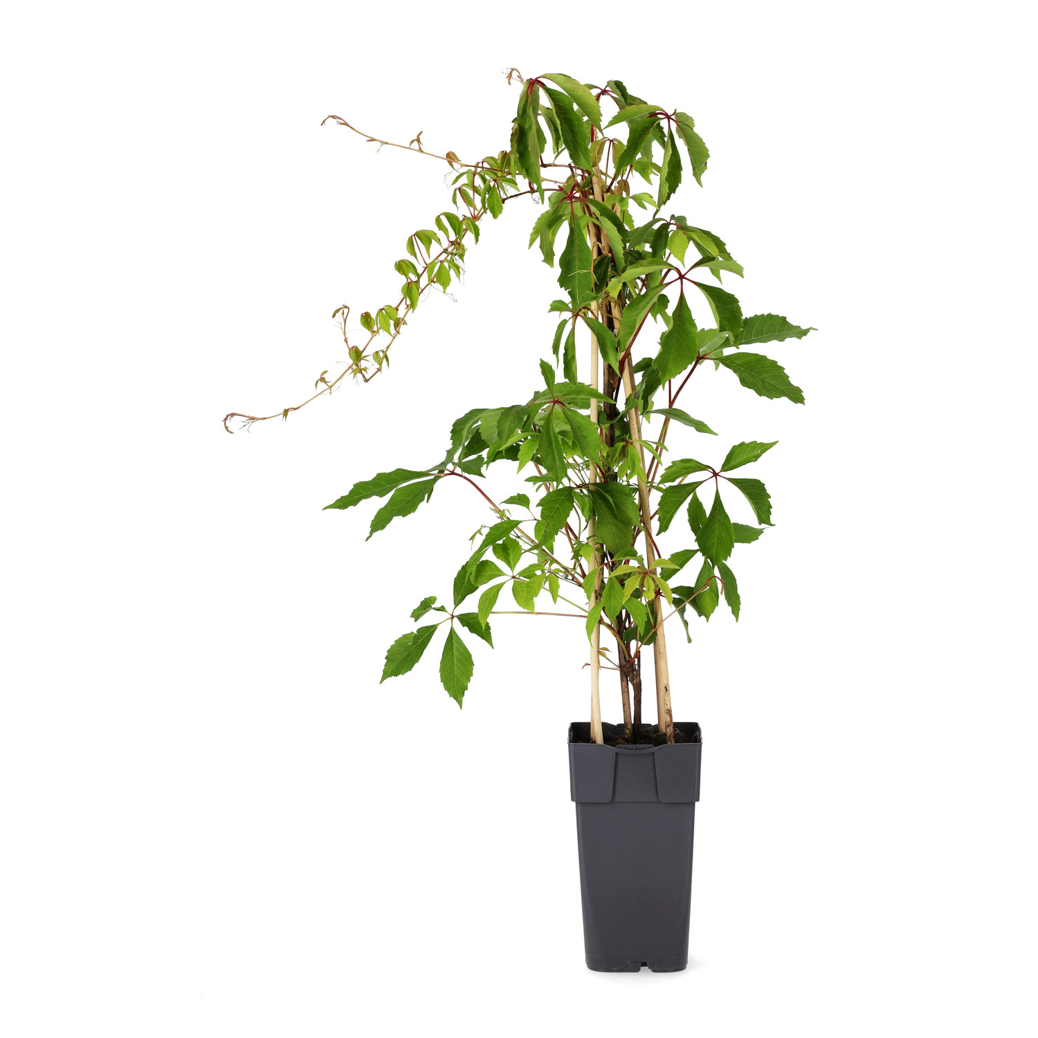 Parthenocissus quinquefolia var. engelmannii 15cm