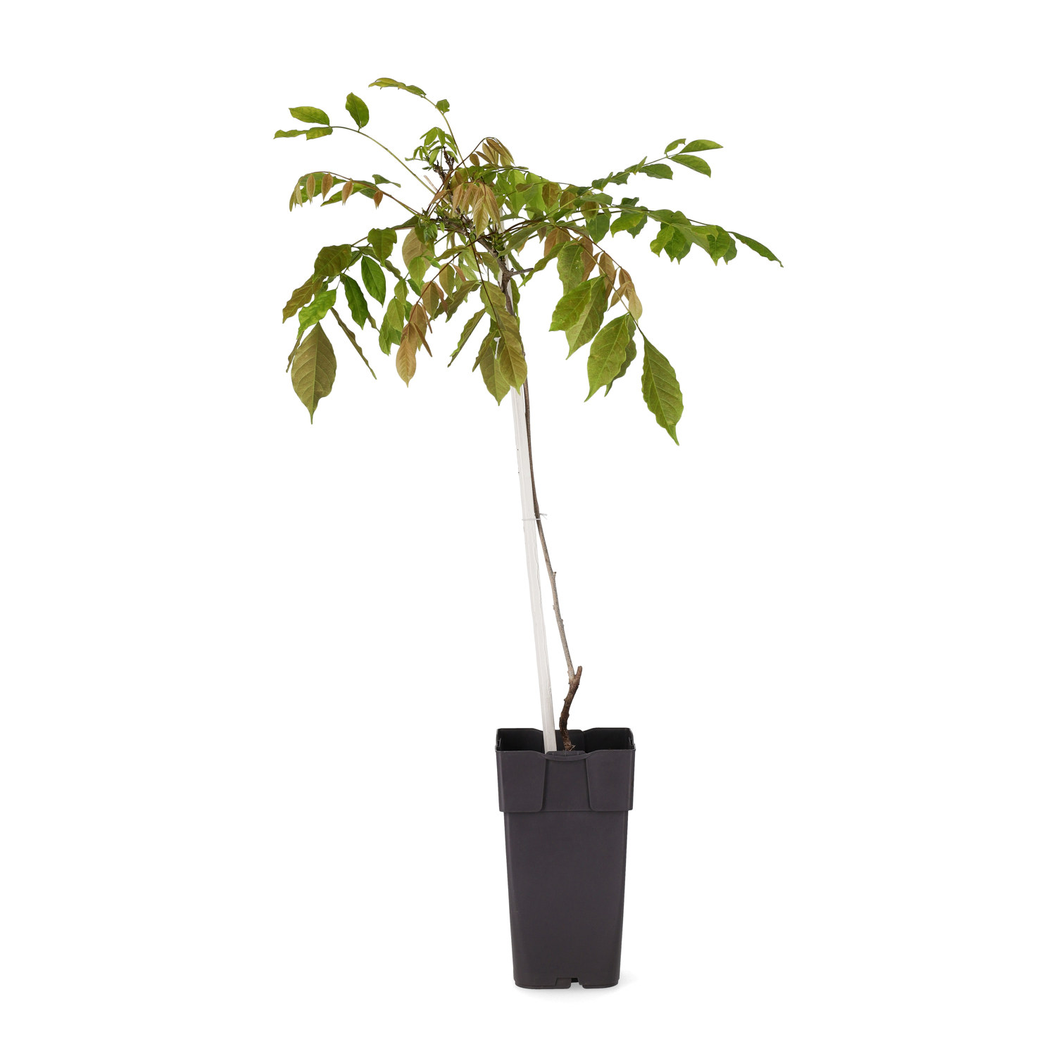 Wisteria 'Blue Moon' 15cm