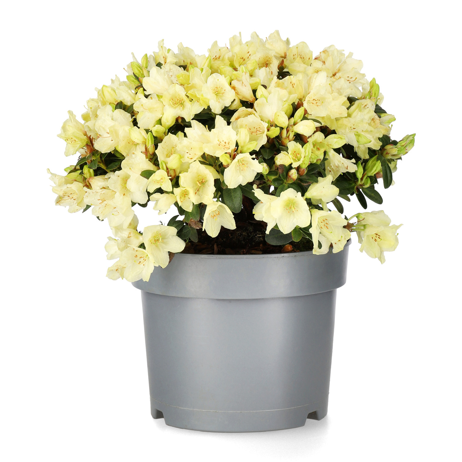 Keiskei-alpros 'Wren'