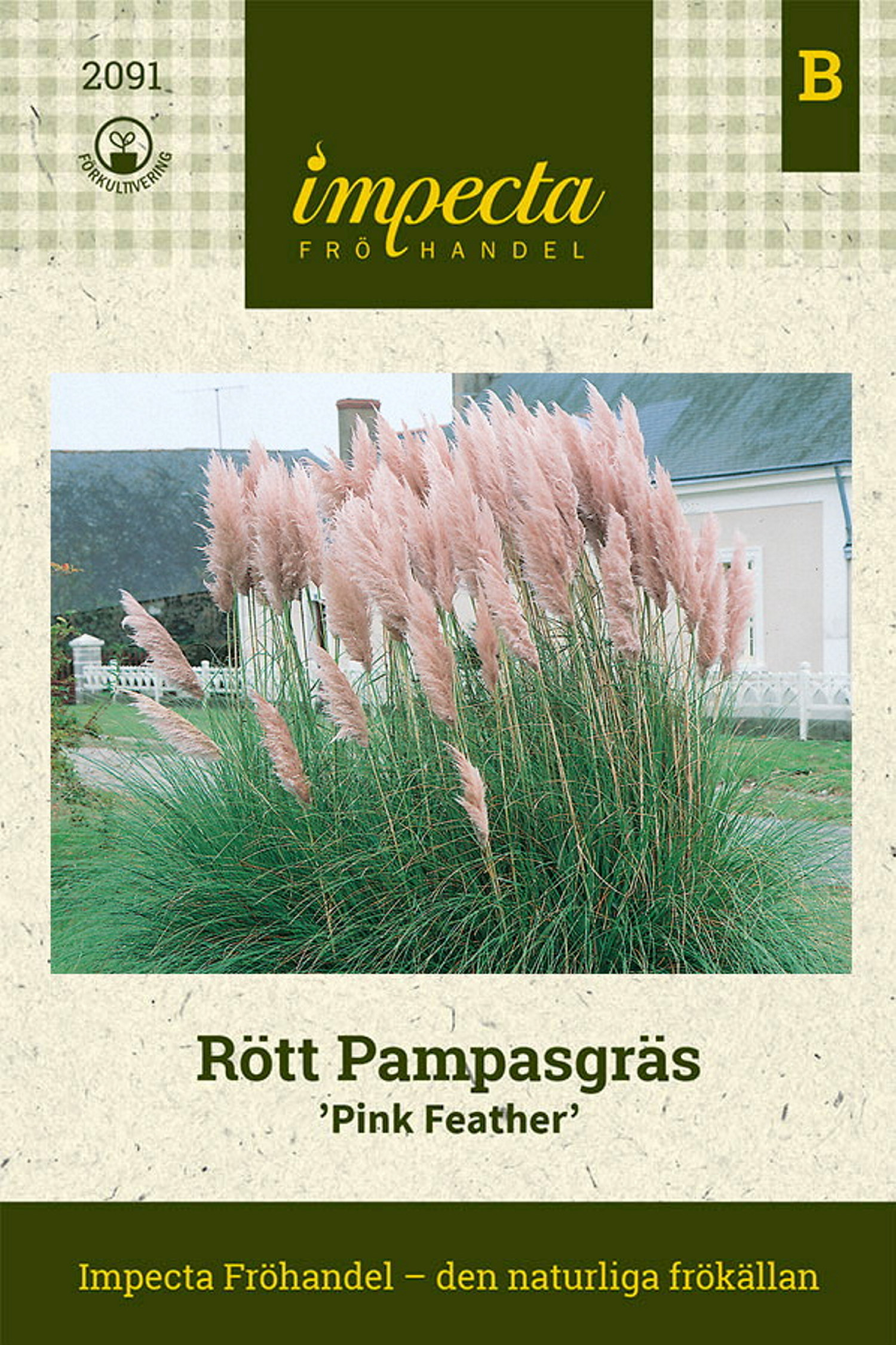 Rött Pampasgräs 'Pink Feather'