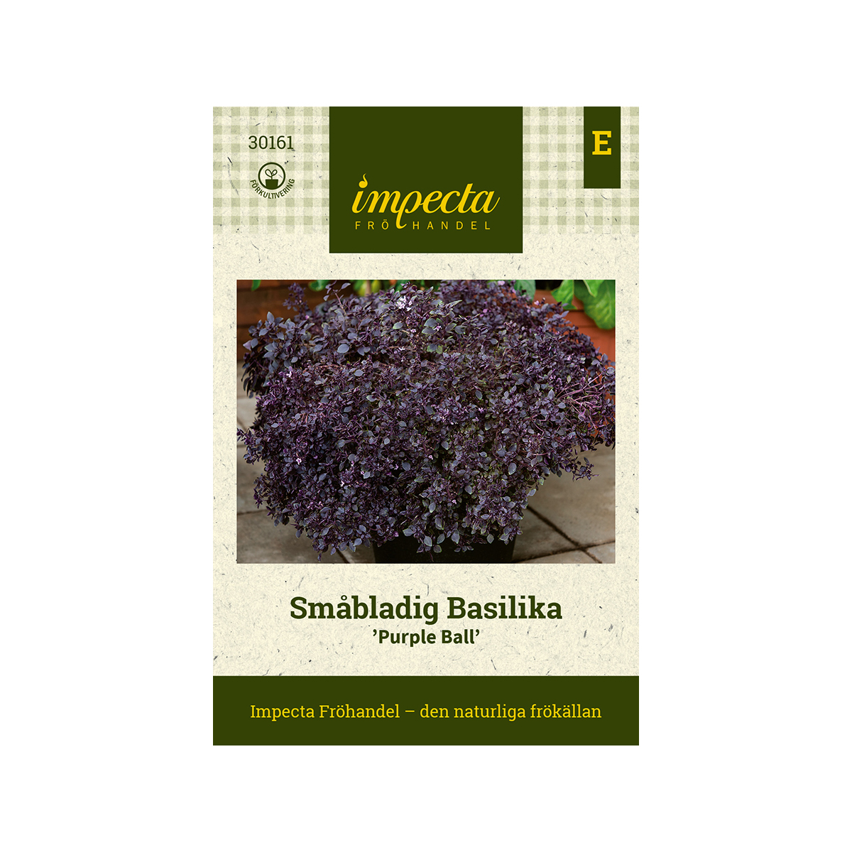 Småbladig Basilika 'Purple Ball'