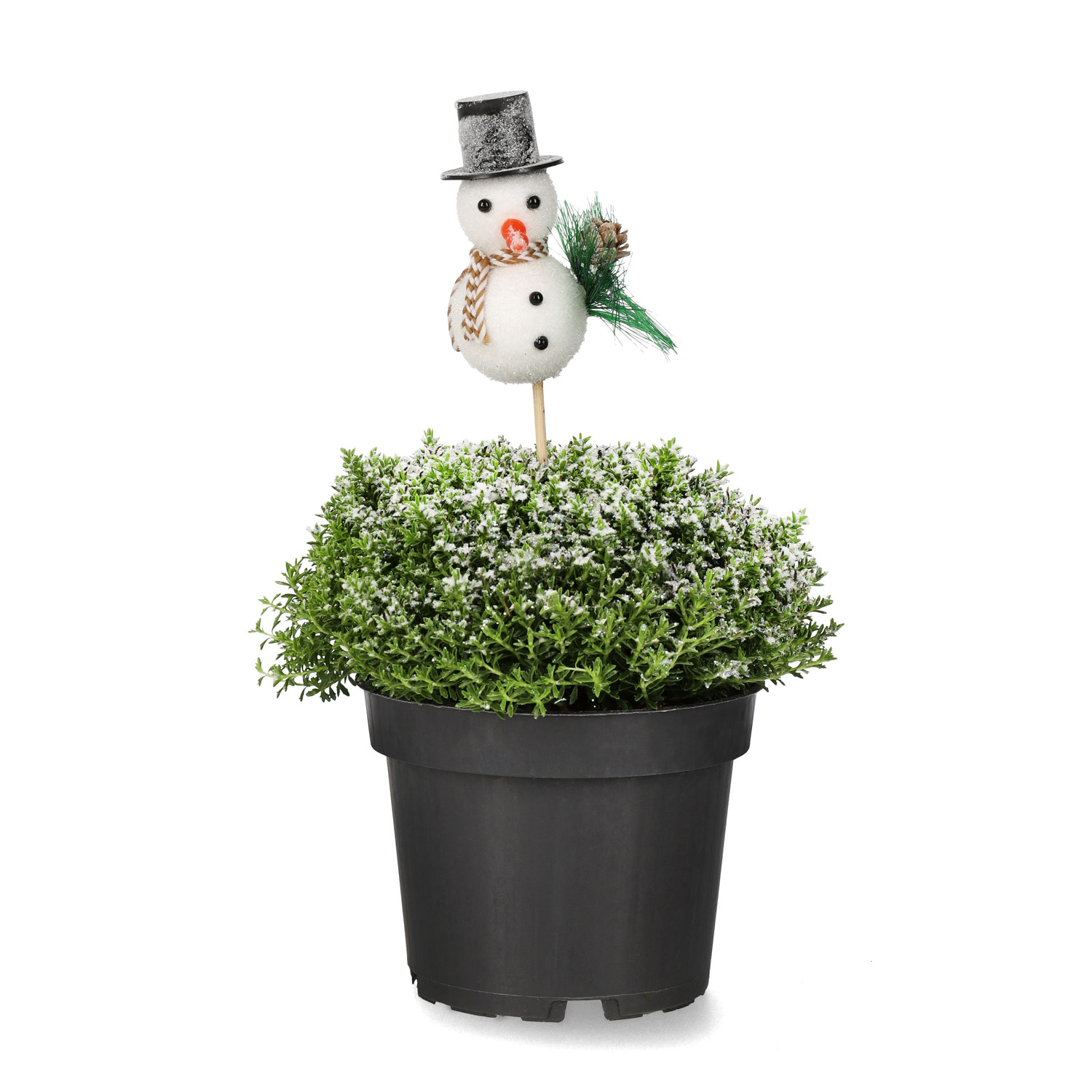 Hebe 'Green Boys' med dekoration