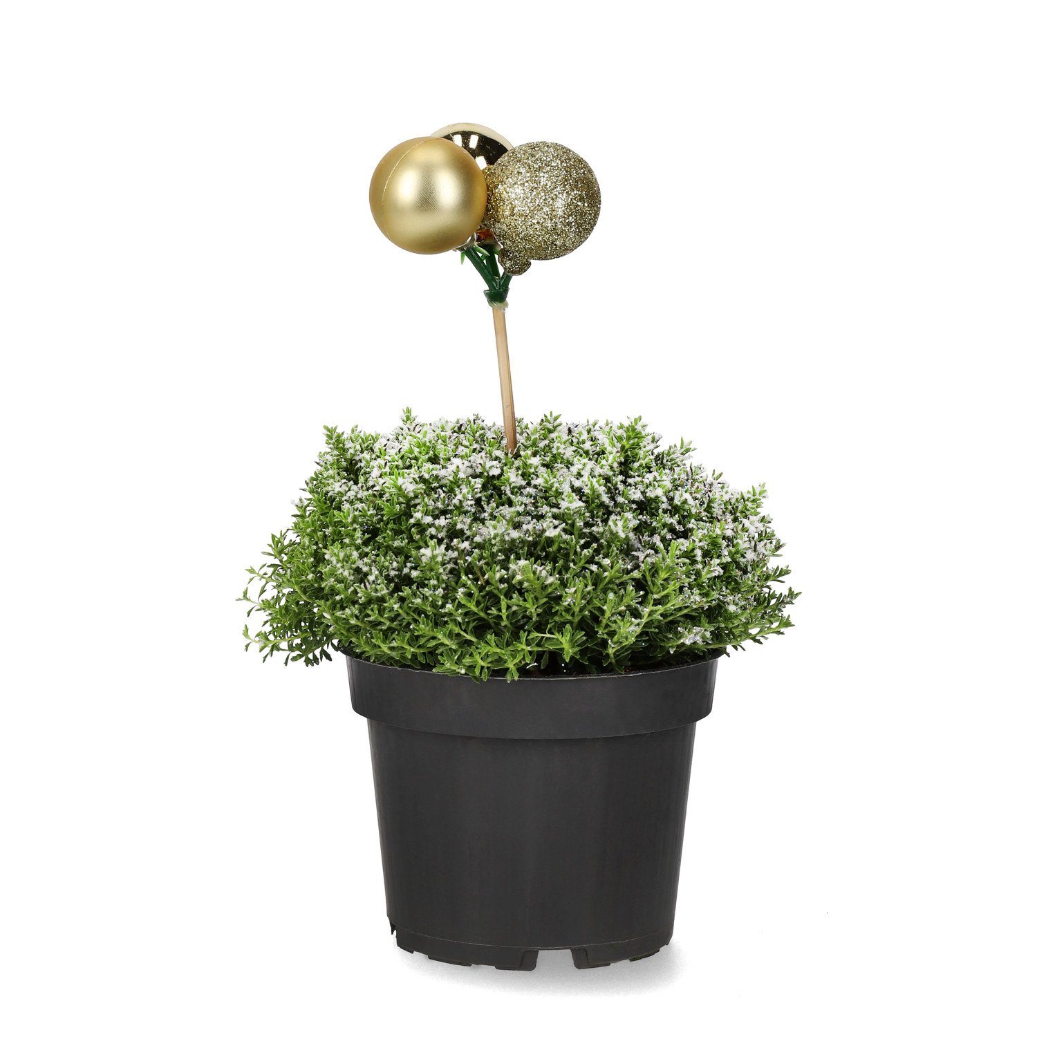 Hebe 'Green Boys' med dekoration