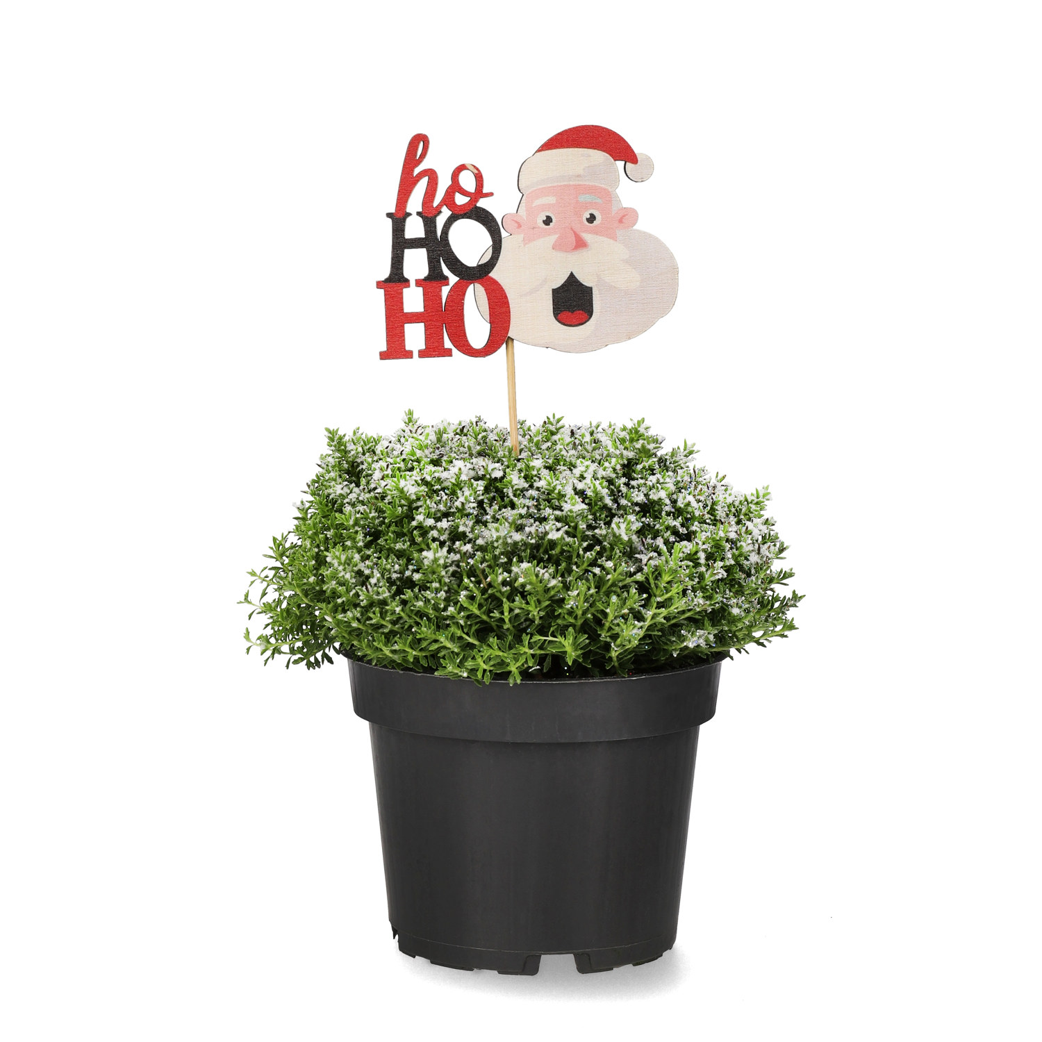 Hebe 'Green Boys' med dekoration