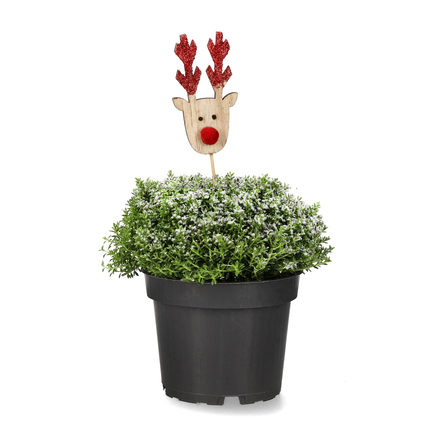 Hebe 'Green Boys' med dekoration