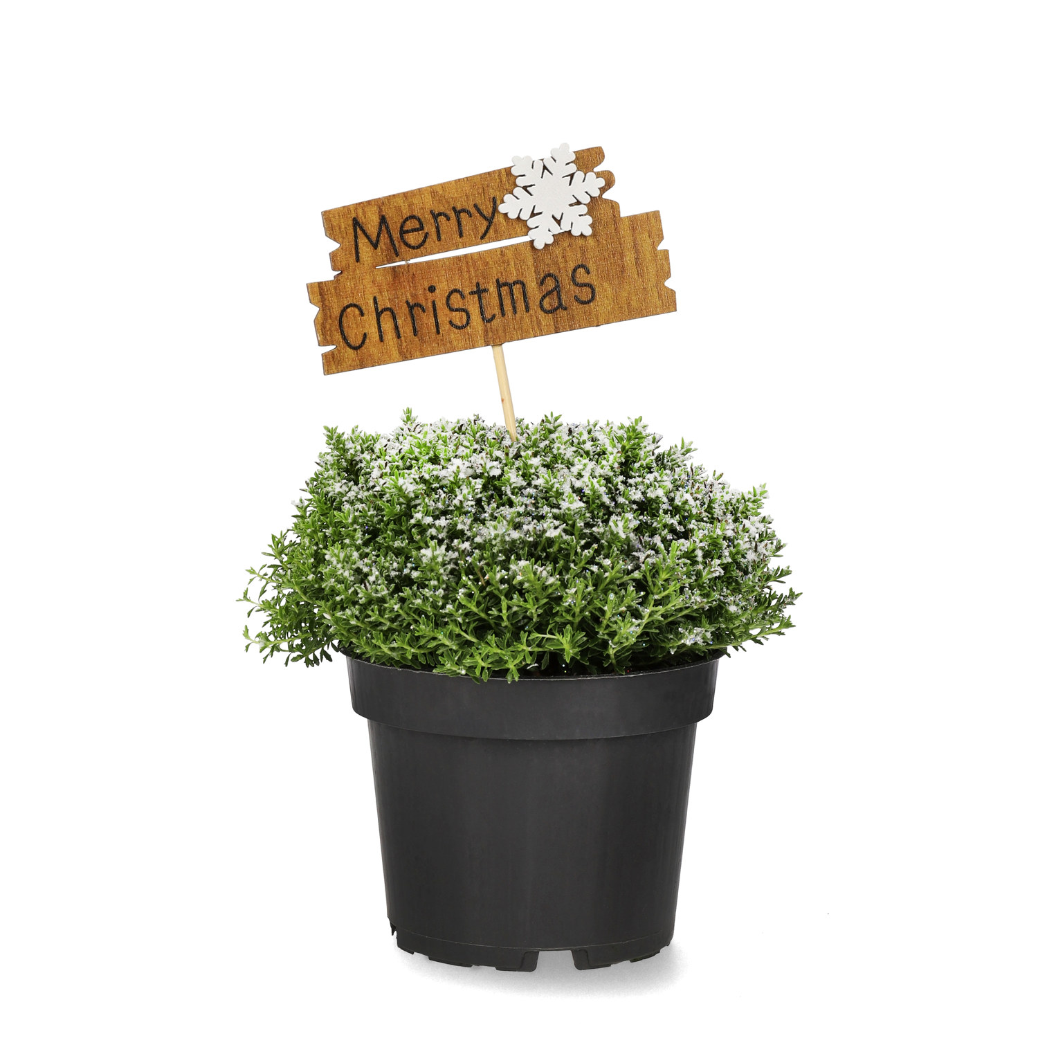 Hebe 'Green Boys' med dekoration