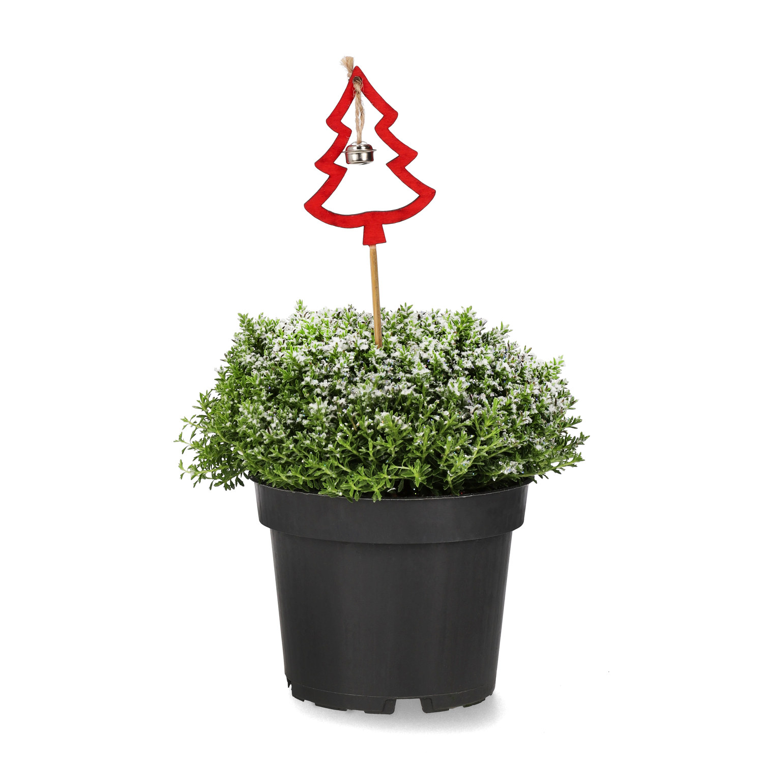 Hebe 'Green Boys' med dekoration