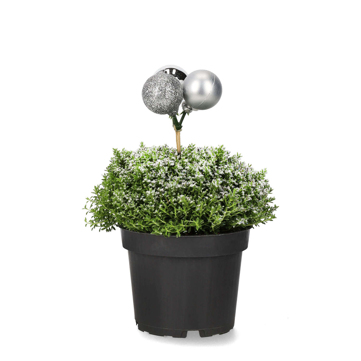 Hebe 'Green Boys' med dekoration