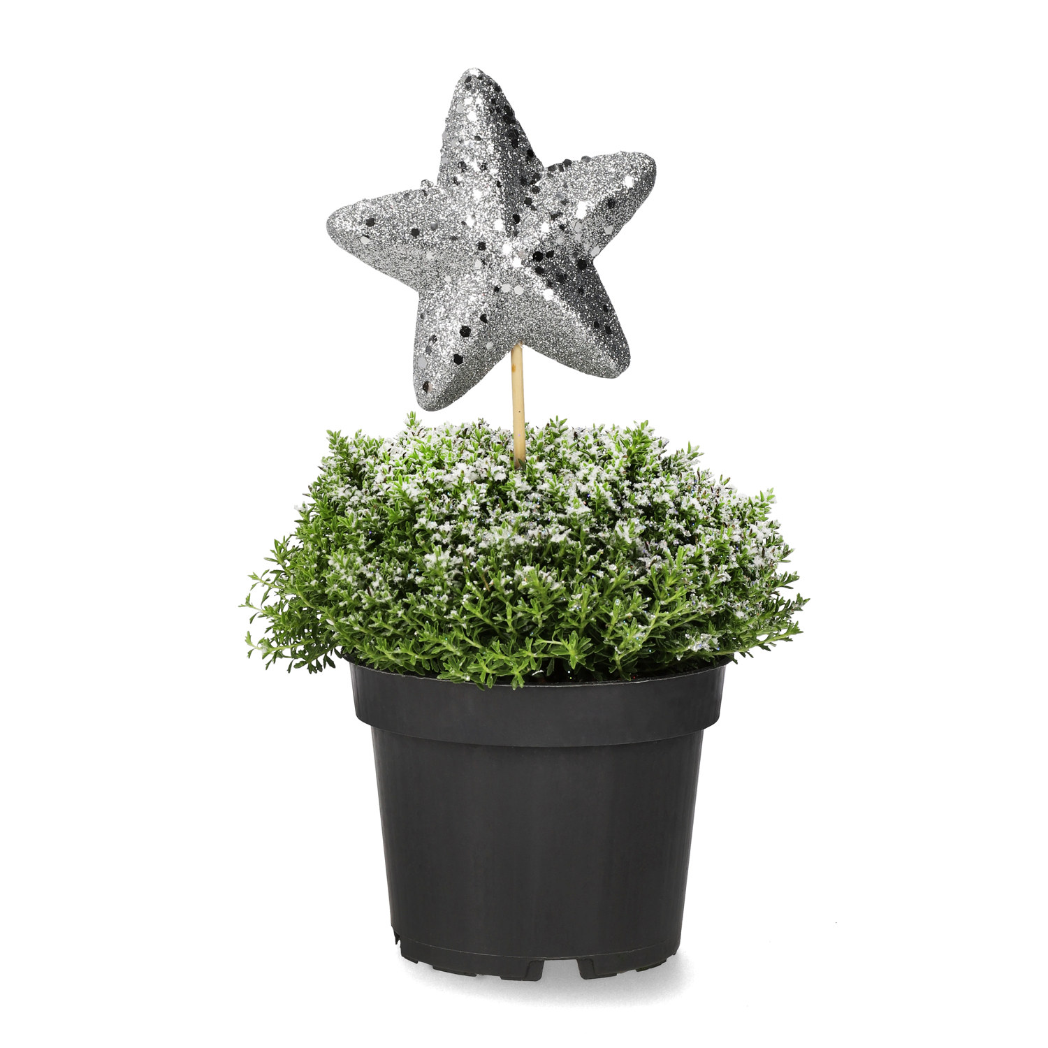 Hebe 'Green Boys' med dekoration