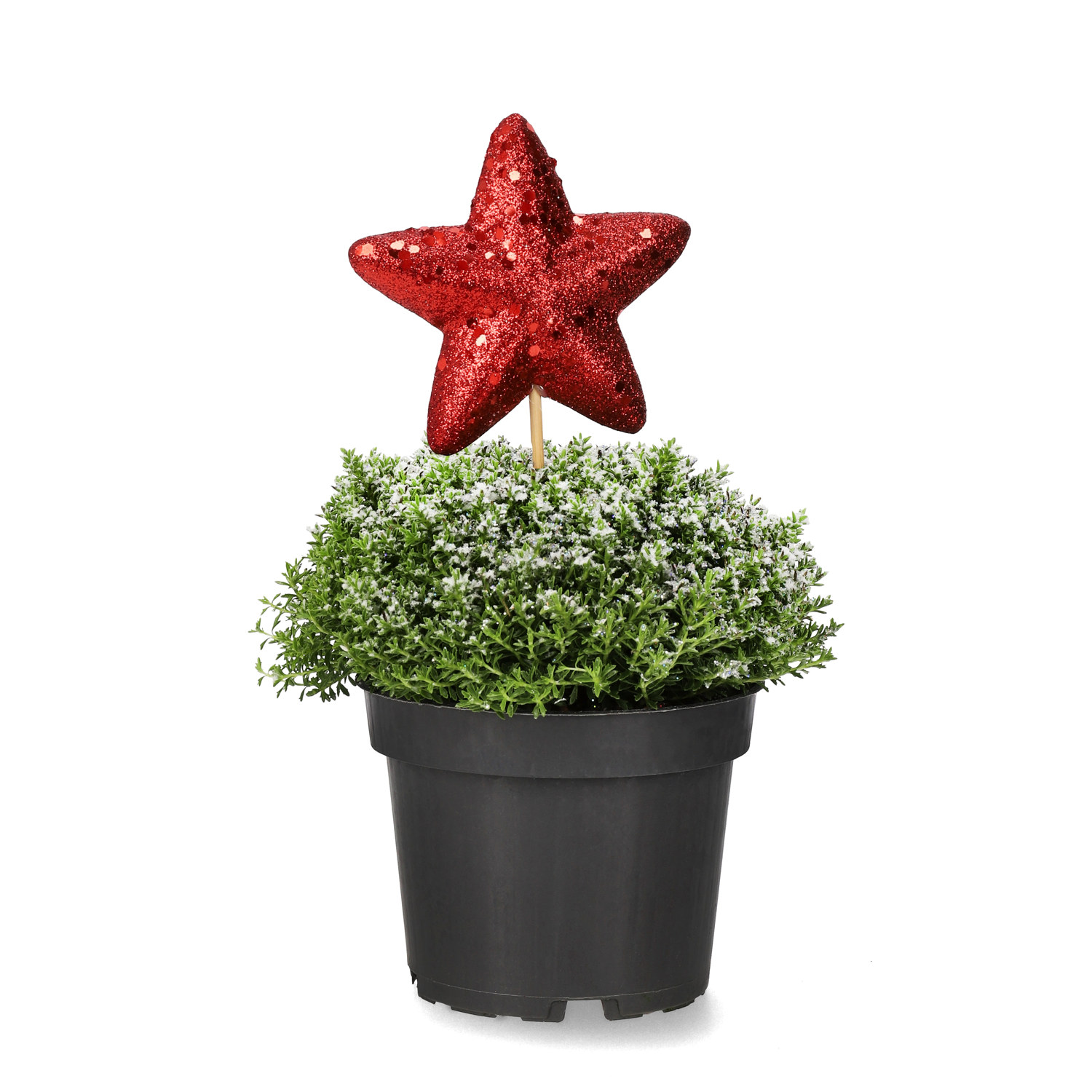 Hebe 'Green Boys' med dekoration