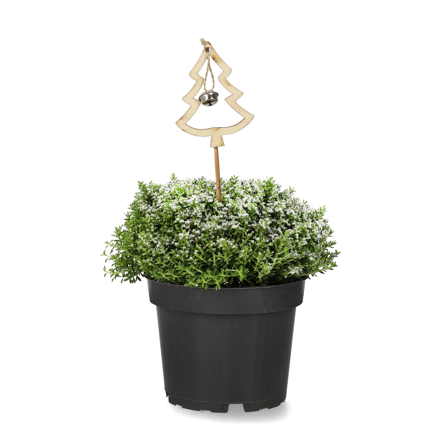 Hebe 'Green Boys' med dekoration