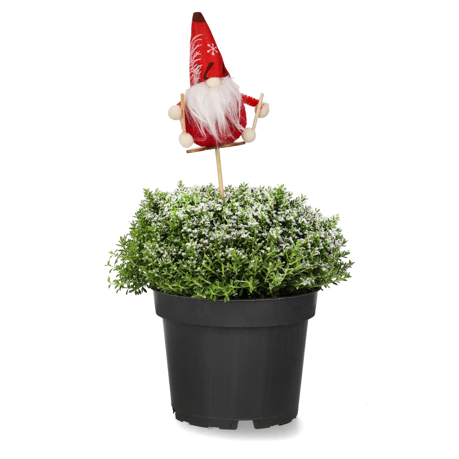 Hebe 'Green Boys' med dekoration