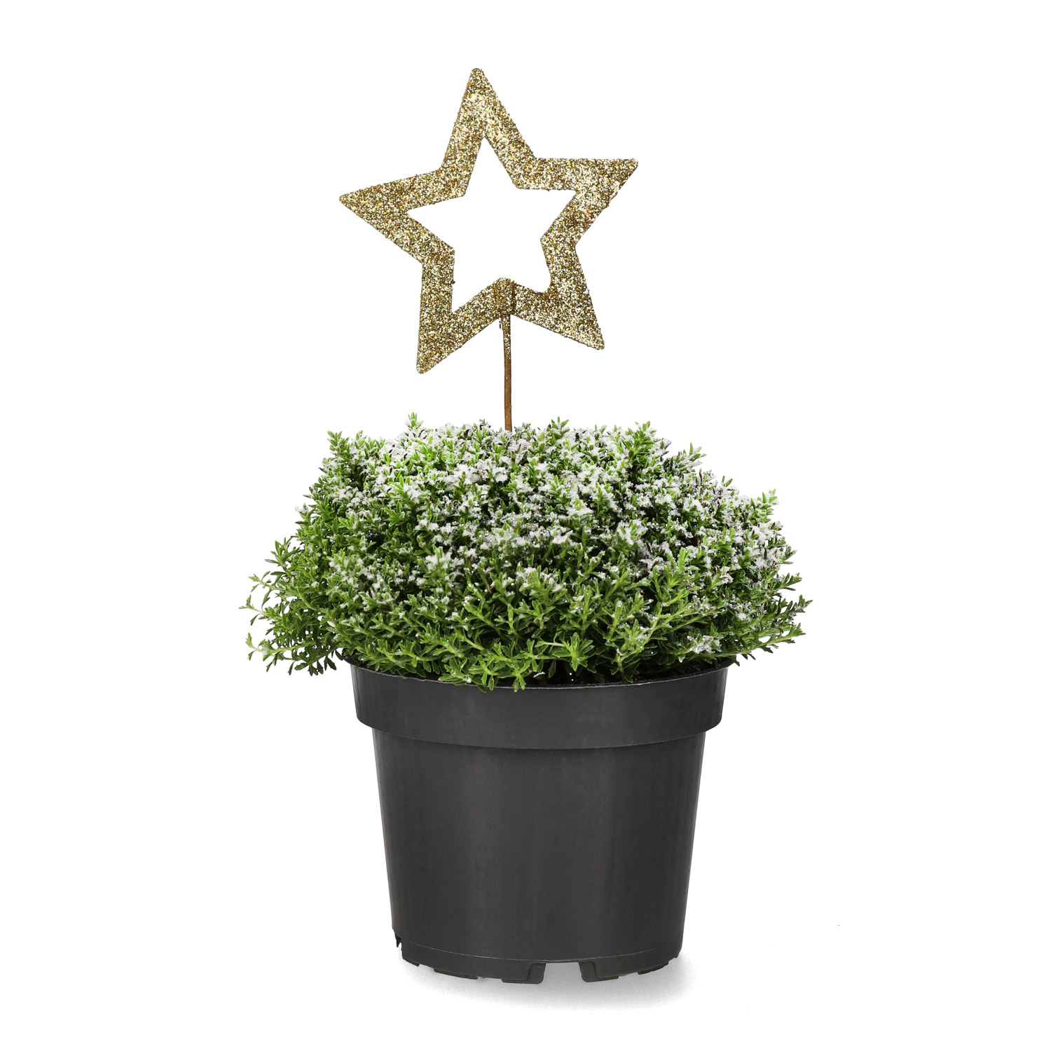 Hebe 'Green Boys' med dekoration