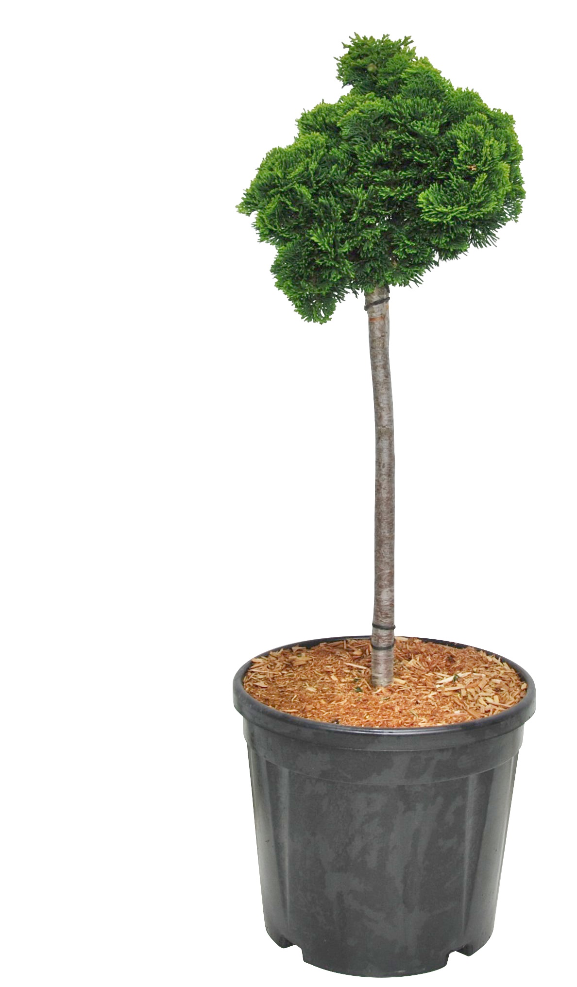 Chamaecyparis o. 'Nana Gracilis' Stem 40cm 32cm