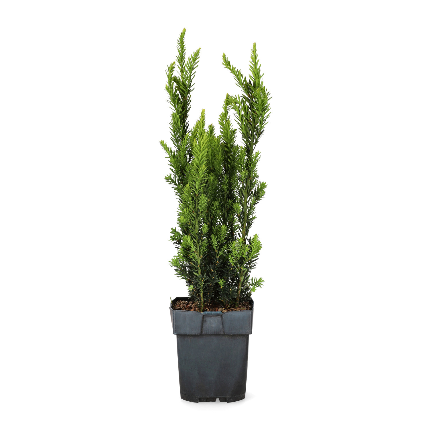 Taxus x media 'Hillii' 17cm