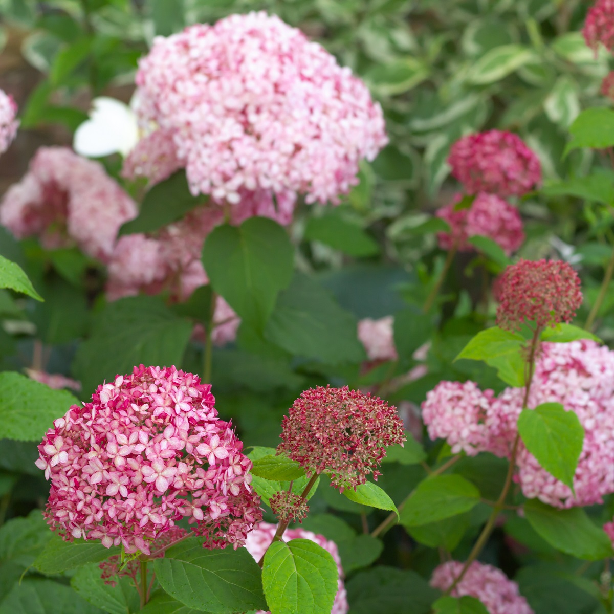 Hydrangea arborescens Pink Annabelle 19cm