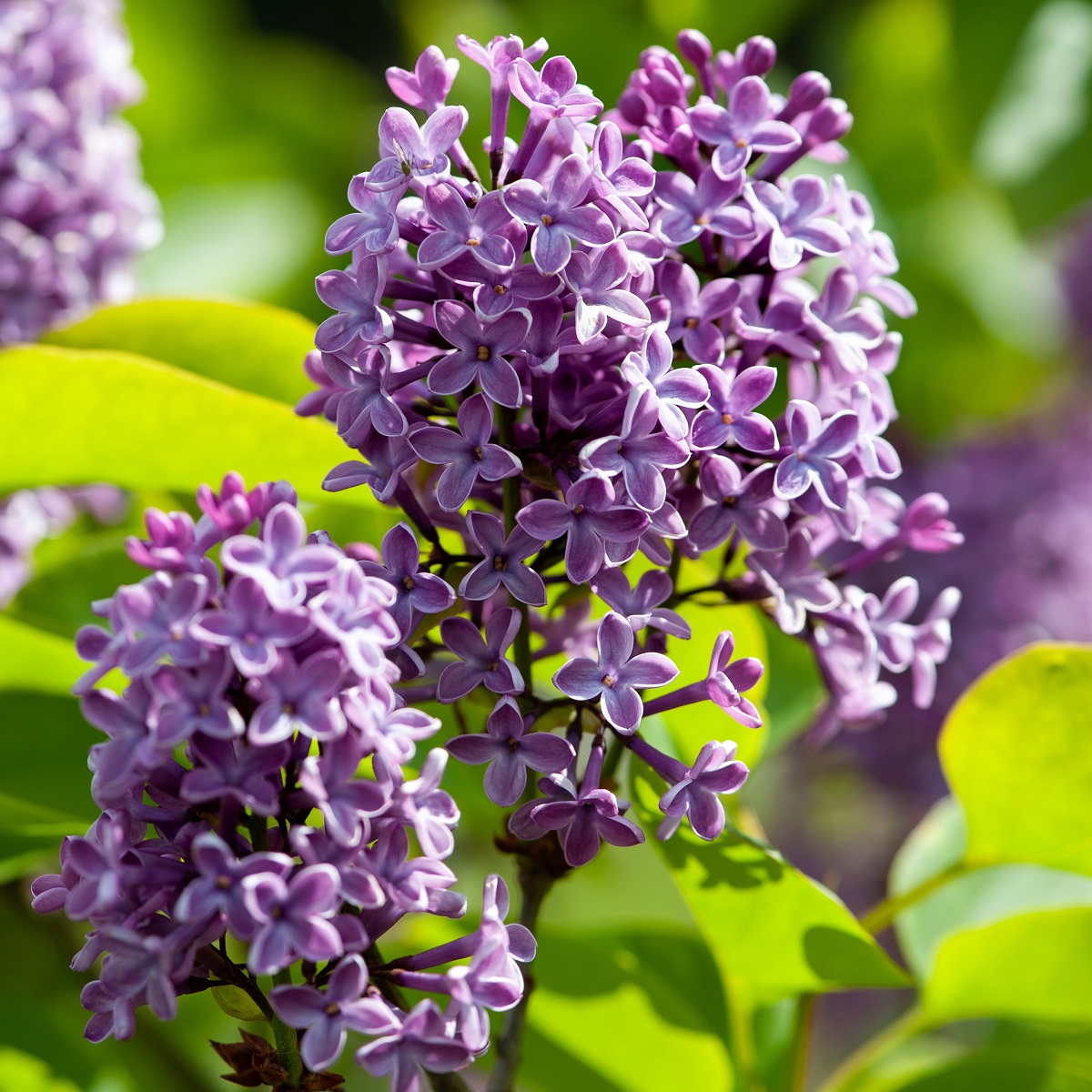 Henry's syrenbuske 3L kruka