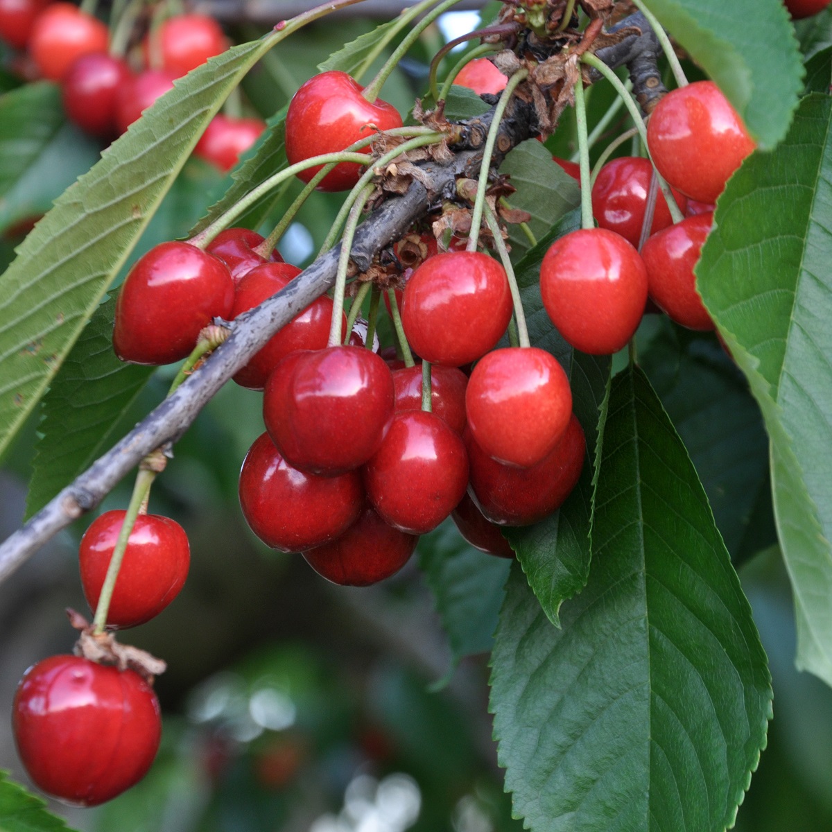 Prunus avium 'Merton Glory' E 12L