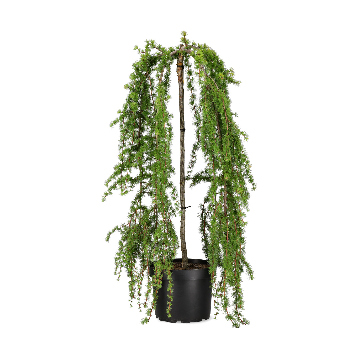 Japansk hengelerk 'Boring Weeper'