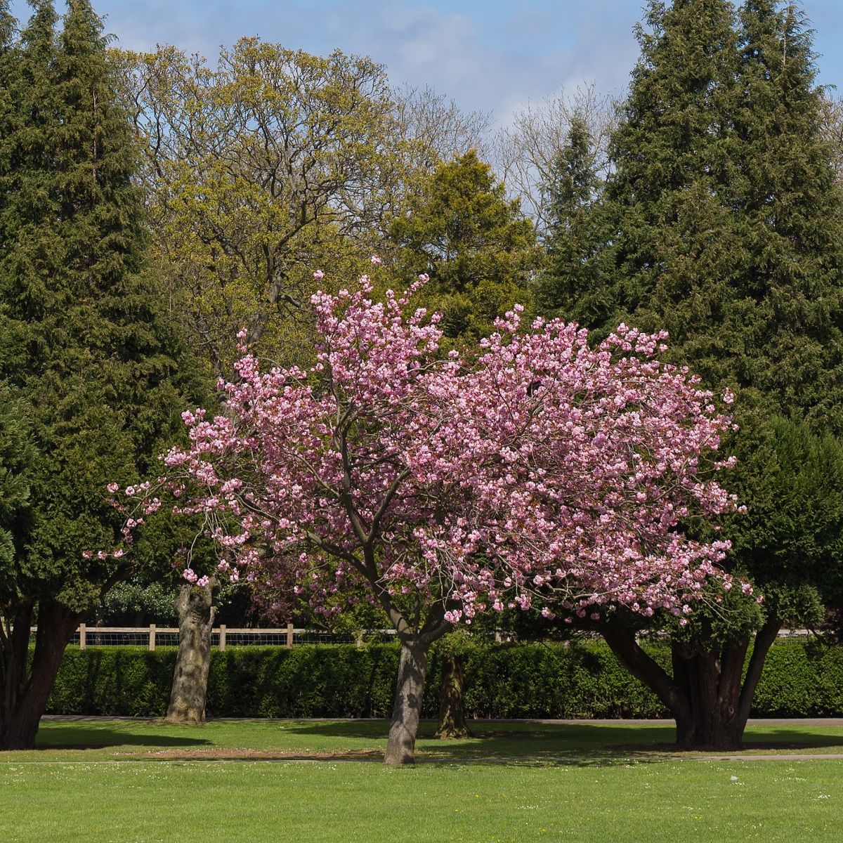 Japankirsebær 'Accolade'