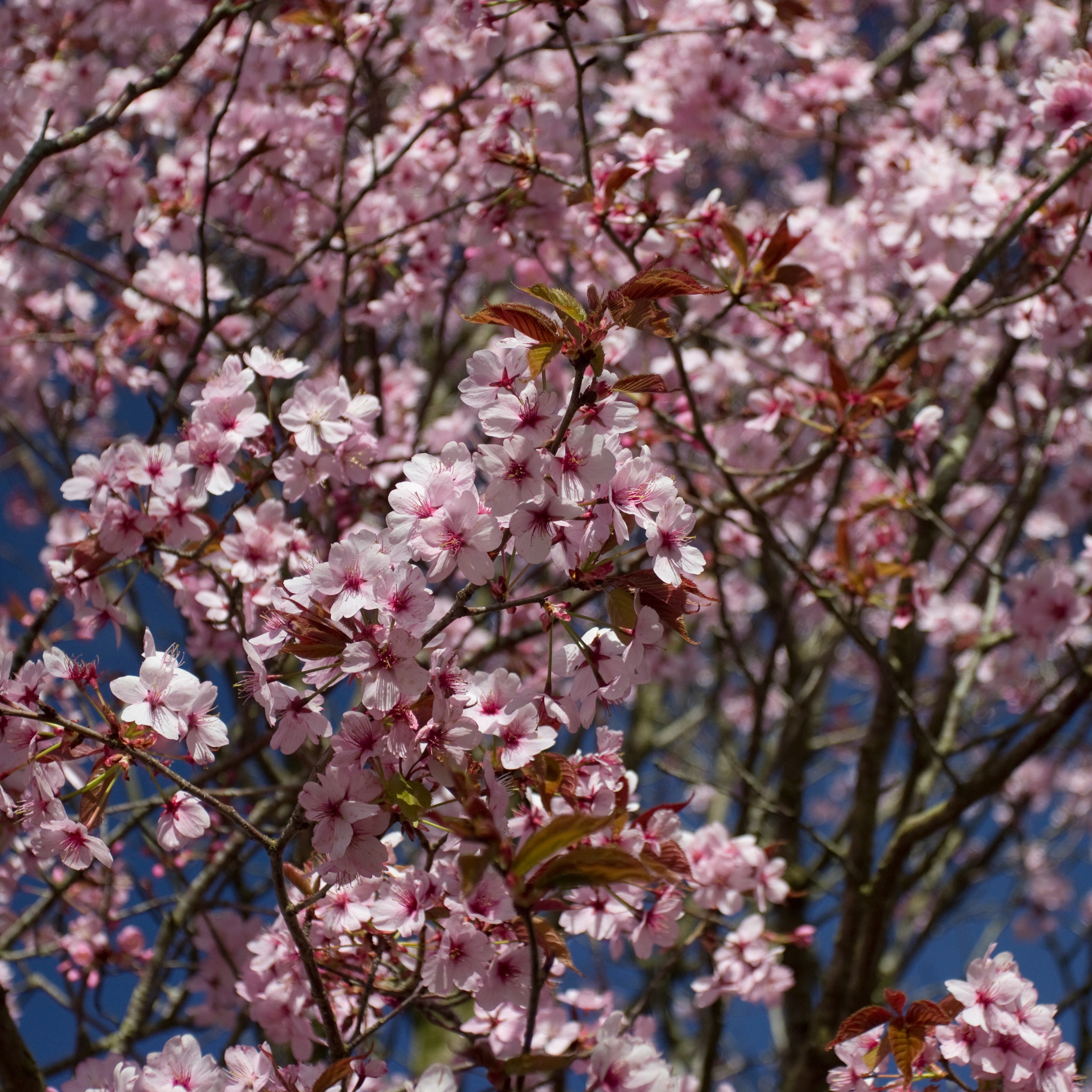 Prunus cerasifera Nigra 175-200cm 10L