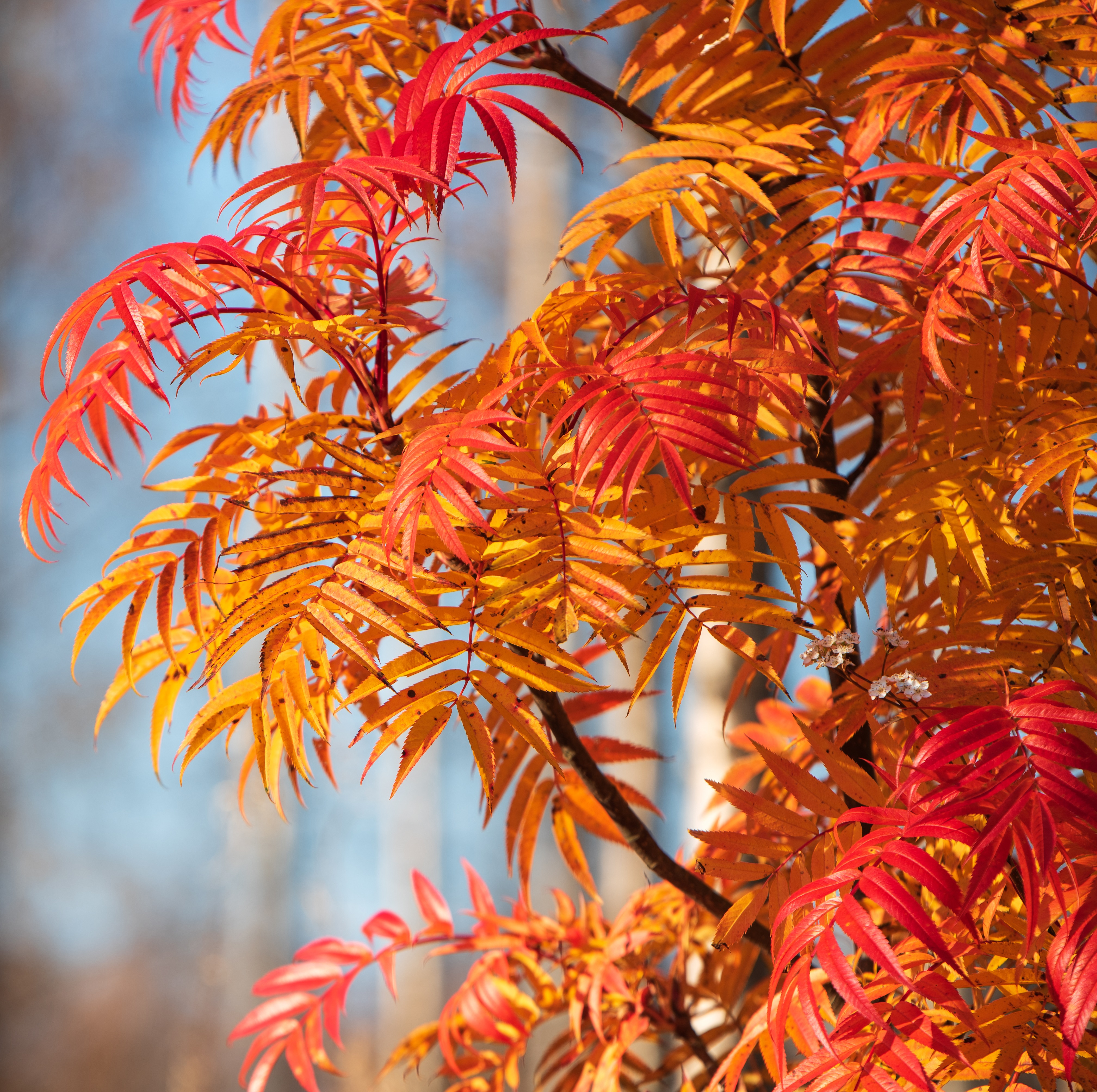 Ullungrönn 'Dodong'