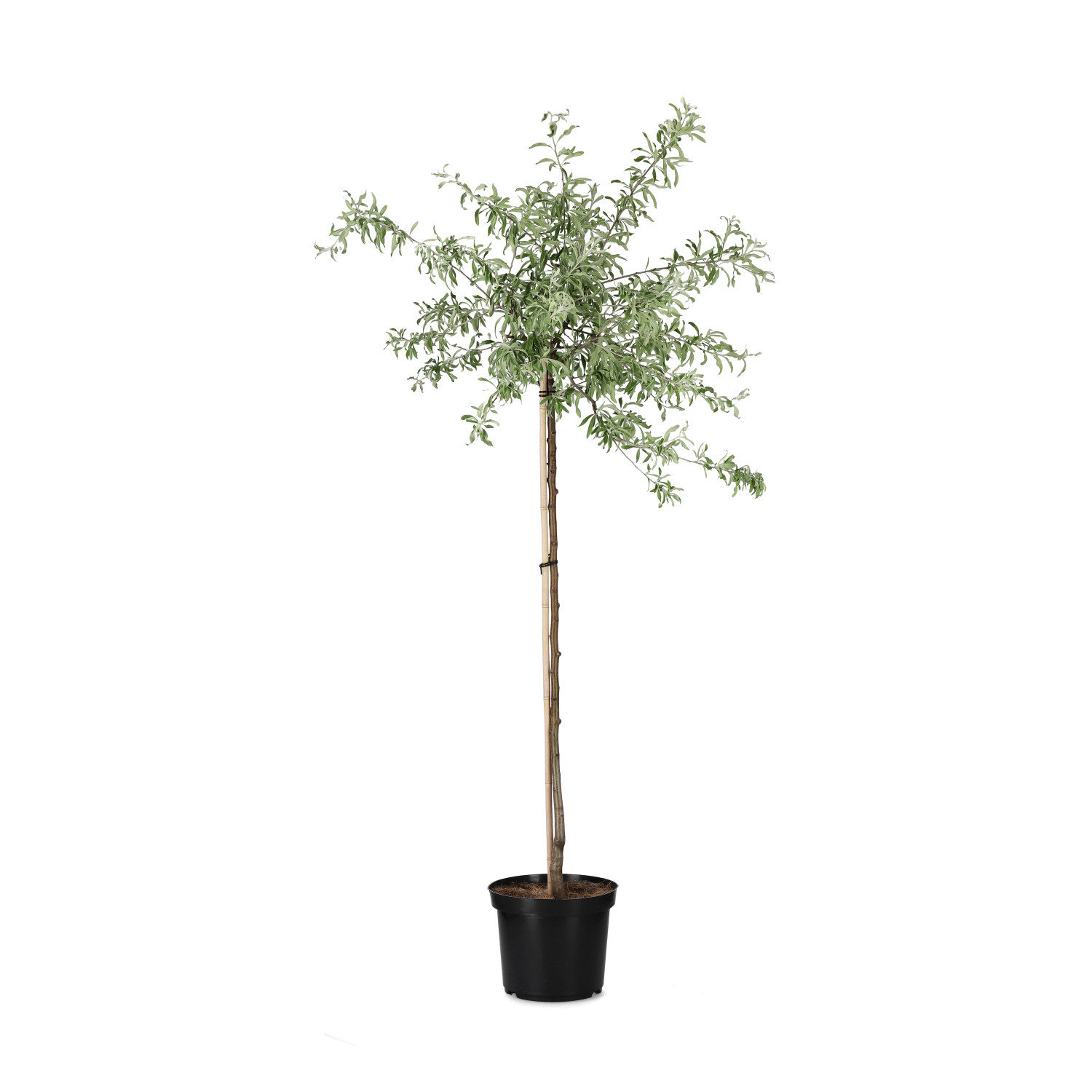 Silverpäron 'Pendula'
