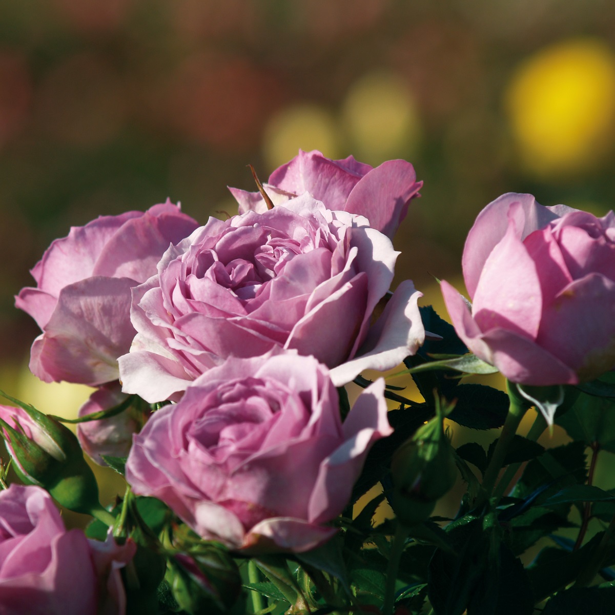Rosa LAVENDER FLOWER CIRCUS® 7L