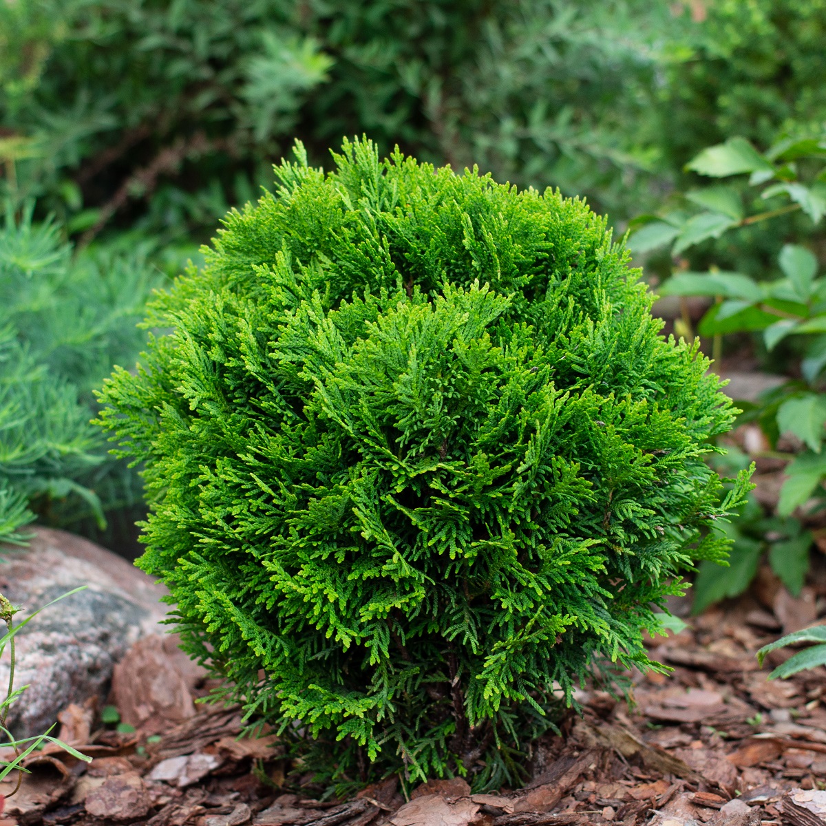 Thuja occidentalis 'Danica' 23cm