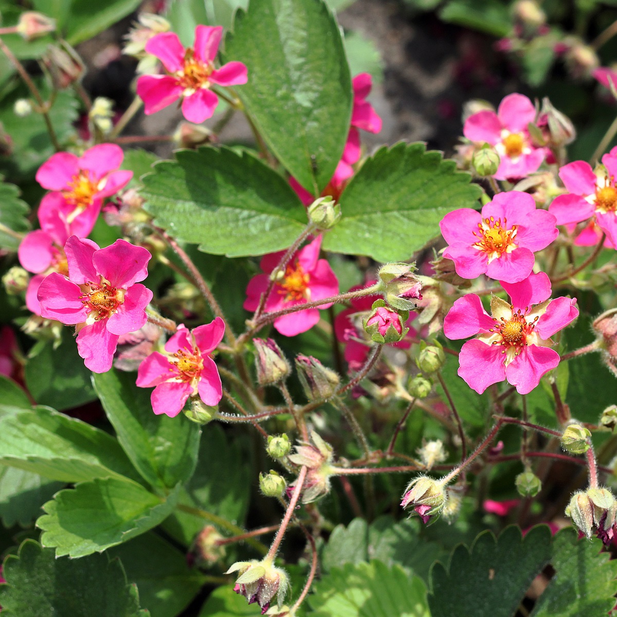 Jordgubbe 'Summer Breeze Cherry Blossom' KRAV