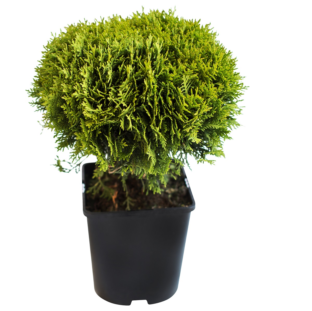 Thuja occidentalis 'Danica' 23cm