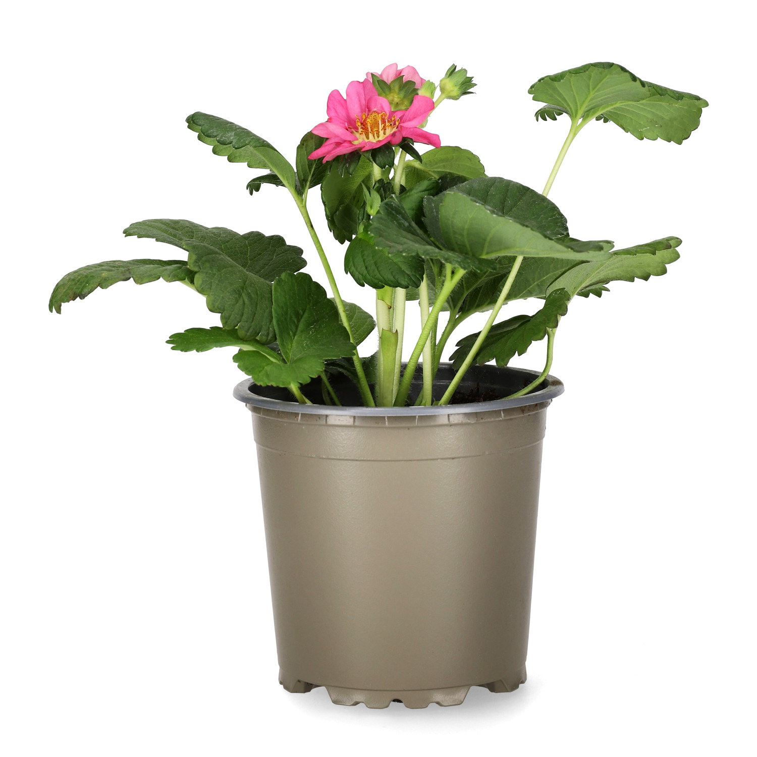 Jordgubbe 'Summer Breeze Cherry Blossom' KRAV