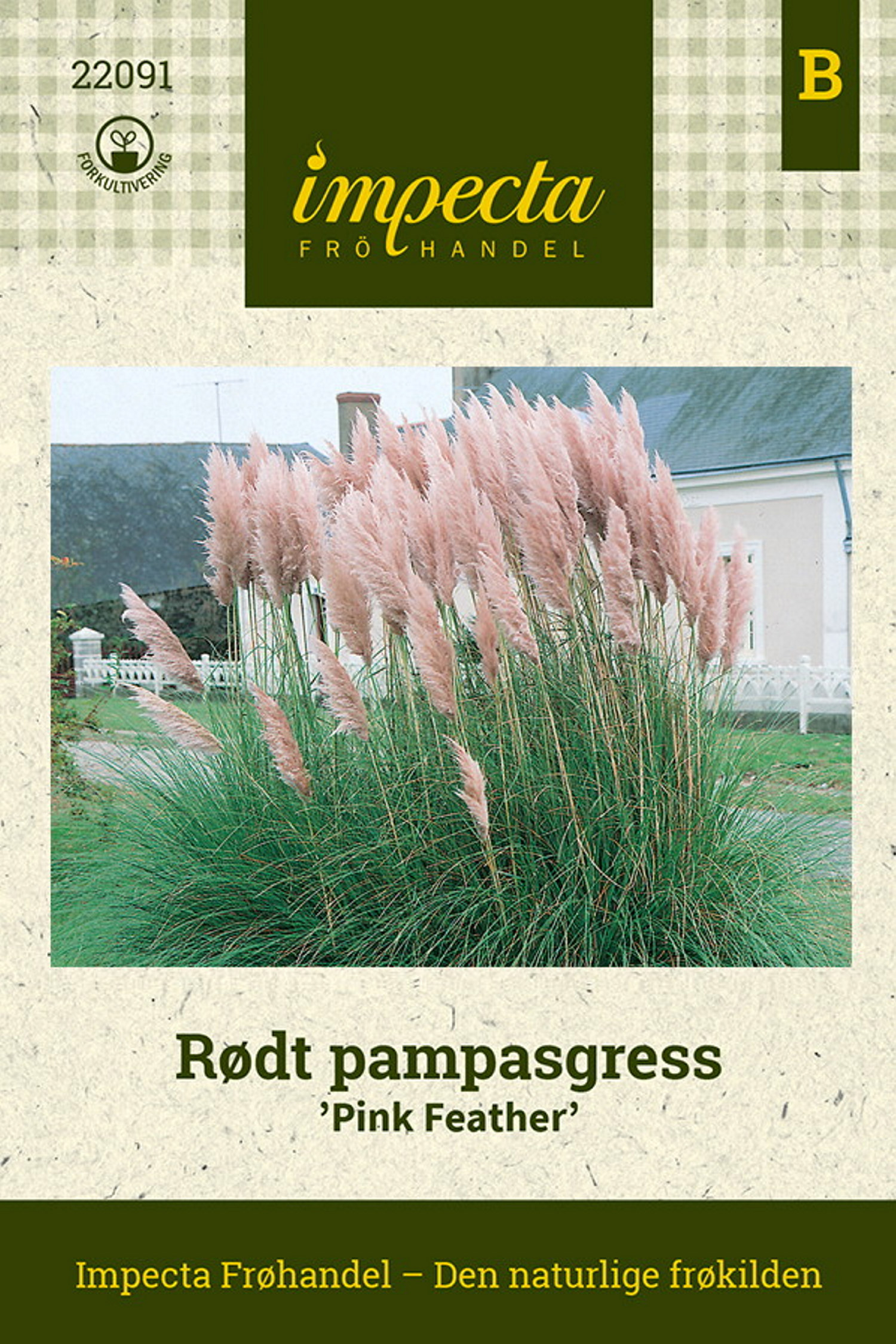 Rødt pampasgress 'Pink Feather'