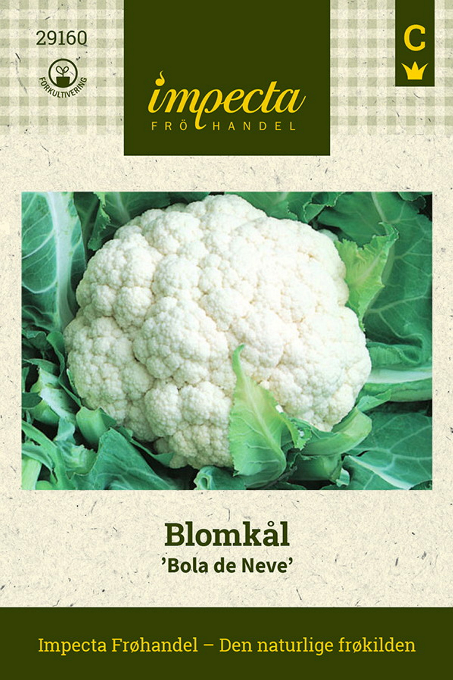 Brassica oleracea 'Bola de Neve'