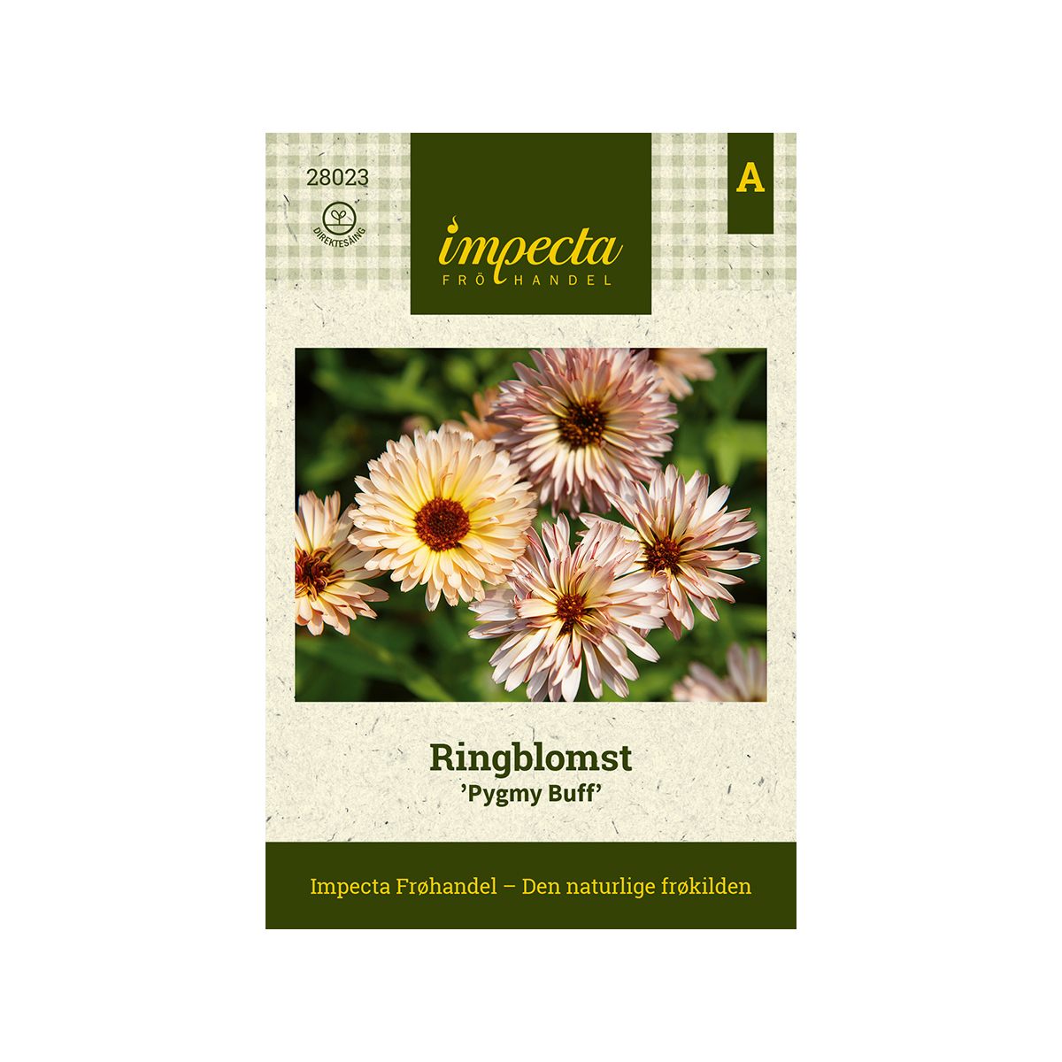 Ringblomst 'Pygmy Buff'
