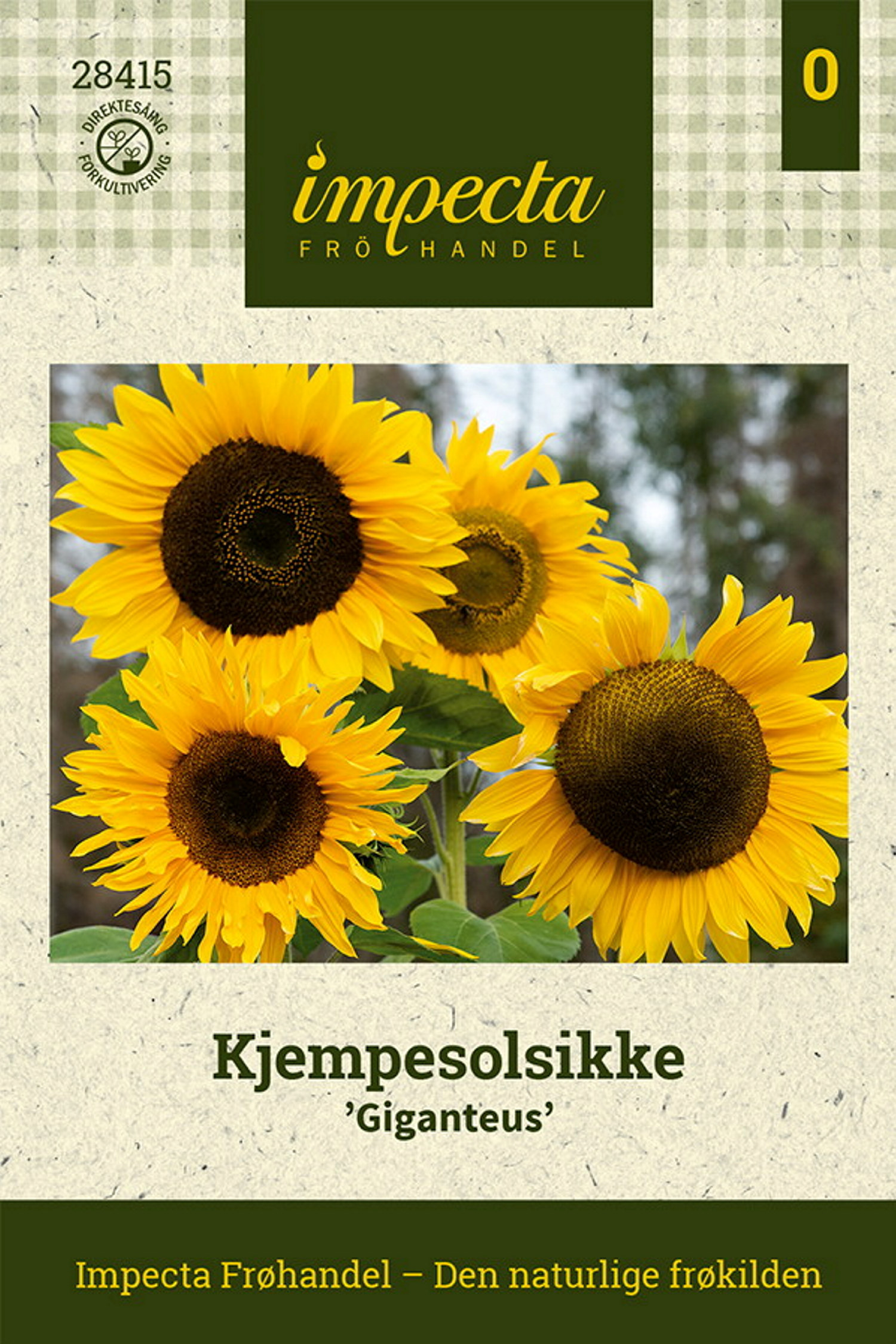 Kjempesolsikke 'Giganteus'