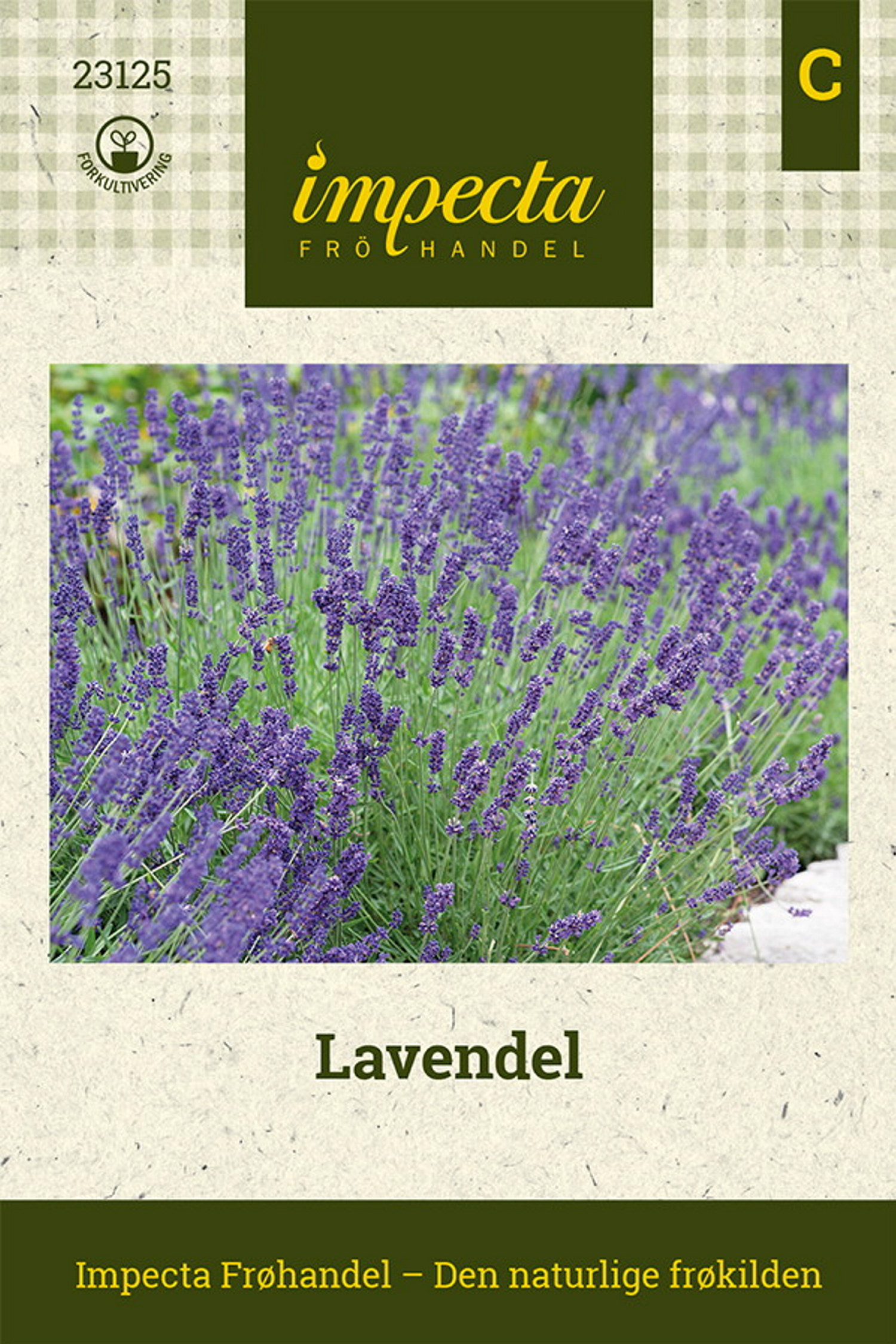 Lavandula angustifolia